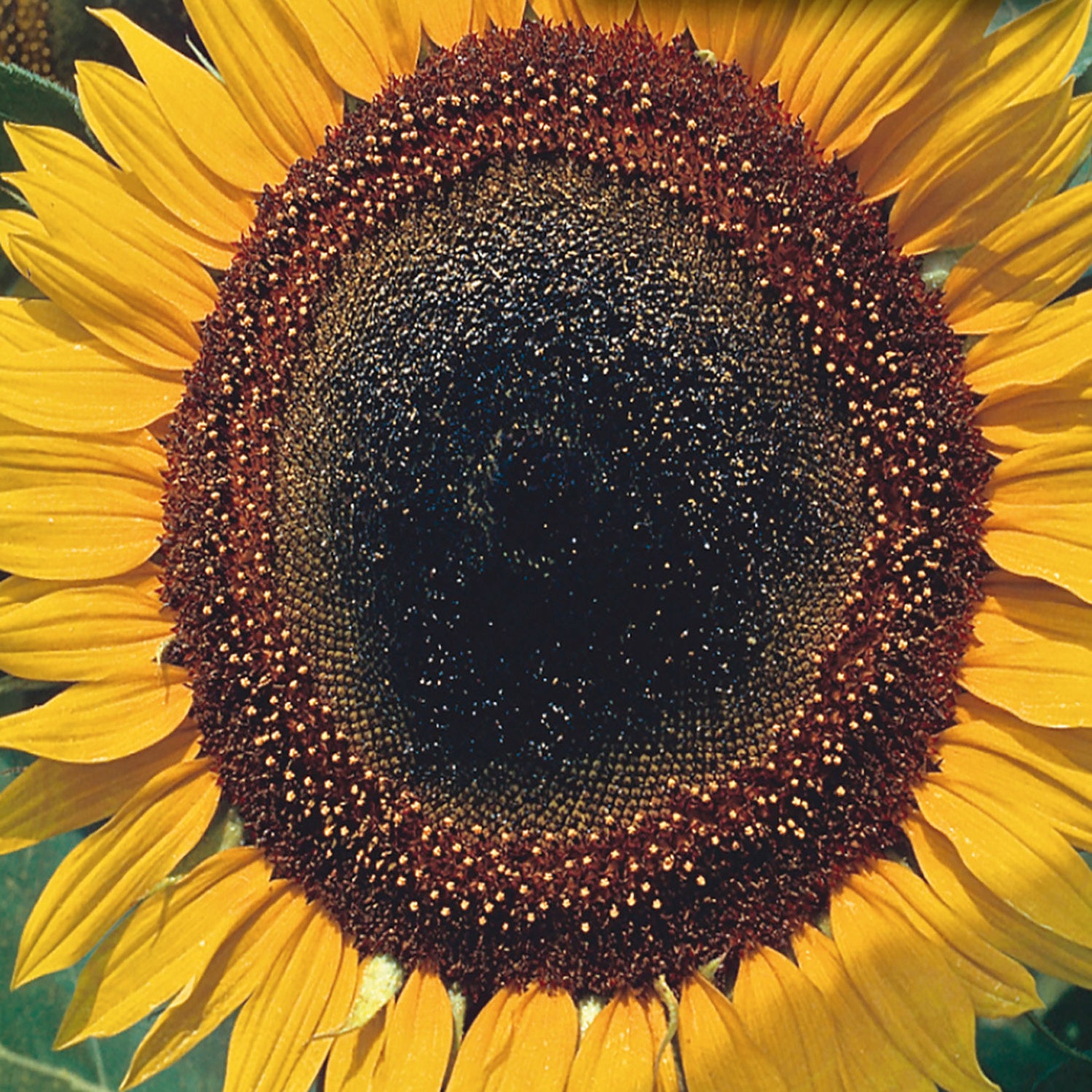 sunflower flower seed Buy Sunflower Taiyo Flower Seed