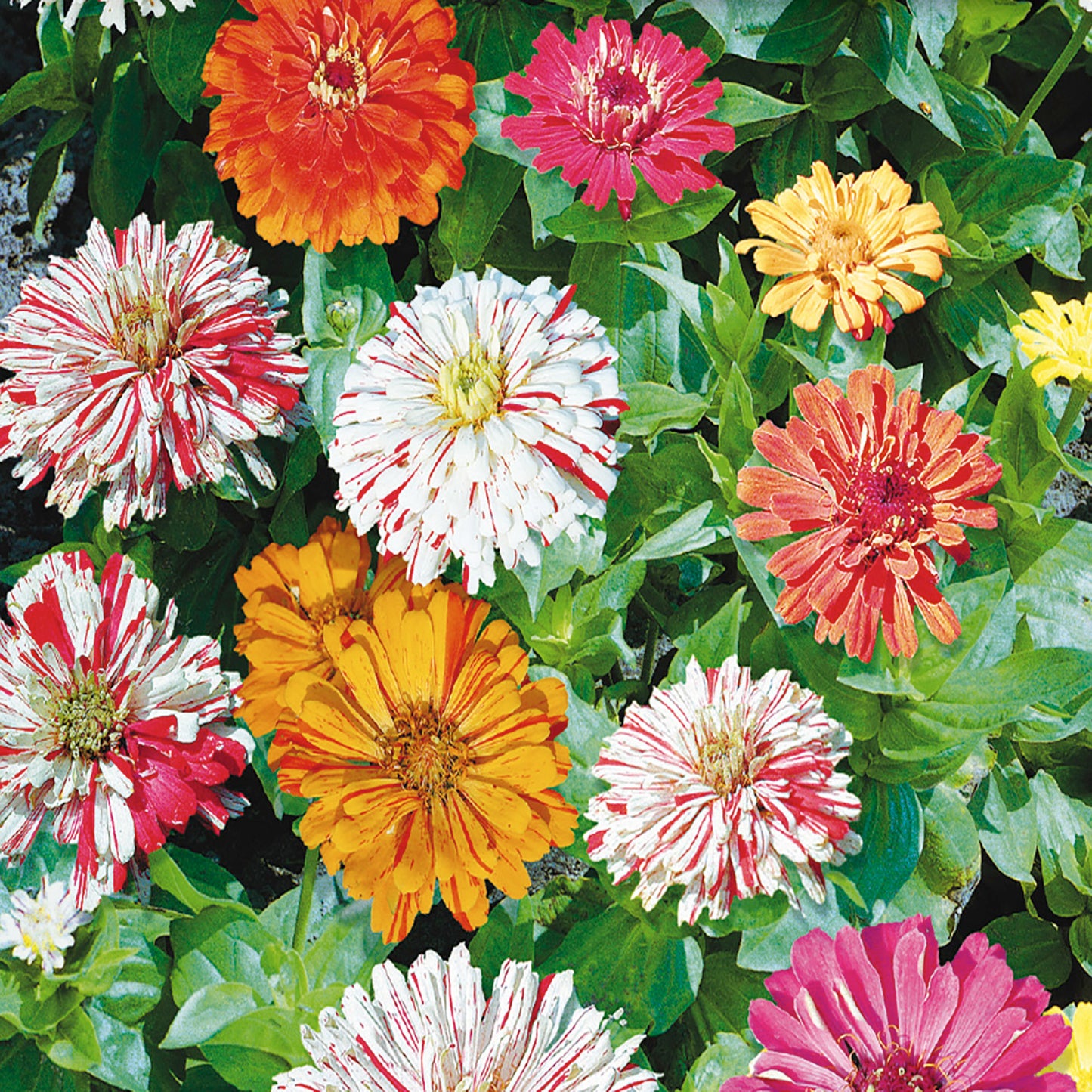 A variety of zinnia flowers with striped petals in scarlet, rose, purple, orange, and yellow, bloom in a garden.