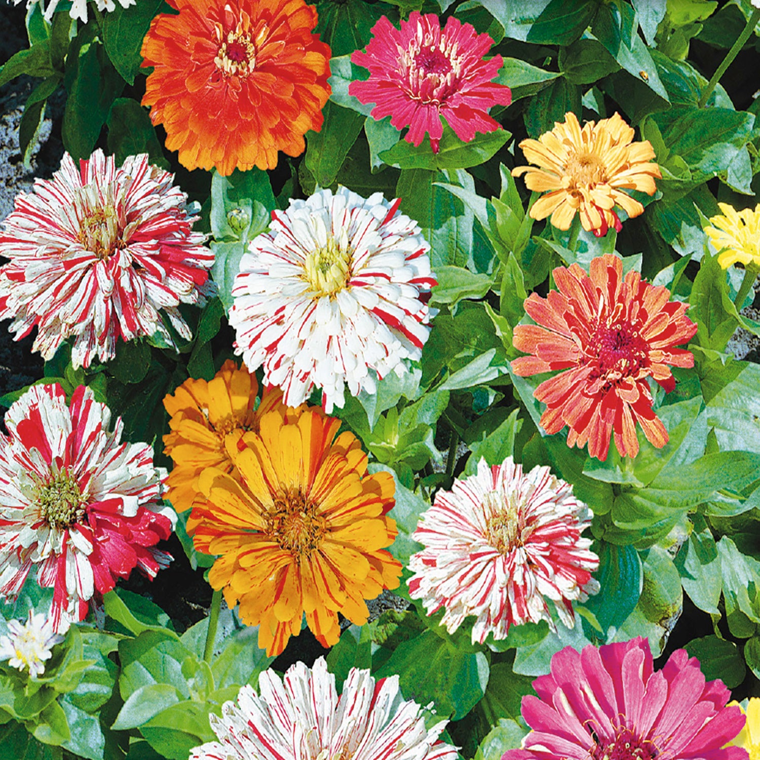 A variety of zinnia flowers with striped petals in scarlet, rose, purple, orange, and yellow, bloom in a garden.