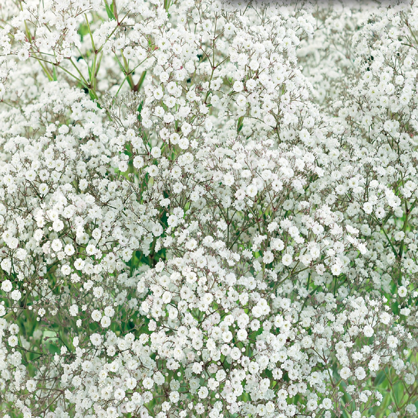 A field of Baby's Breath flowers in full bloom, showcasing their tiny white star-shaped flowers.