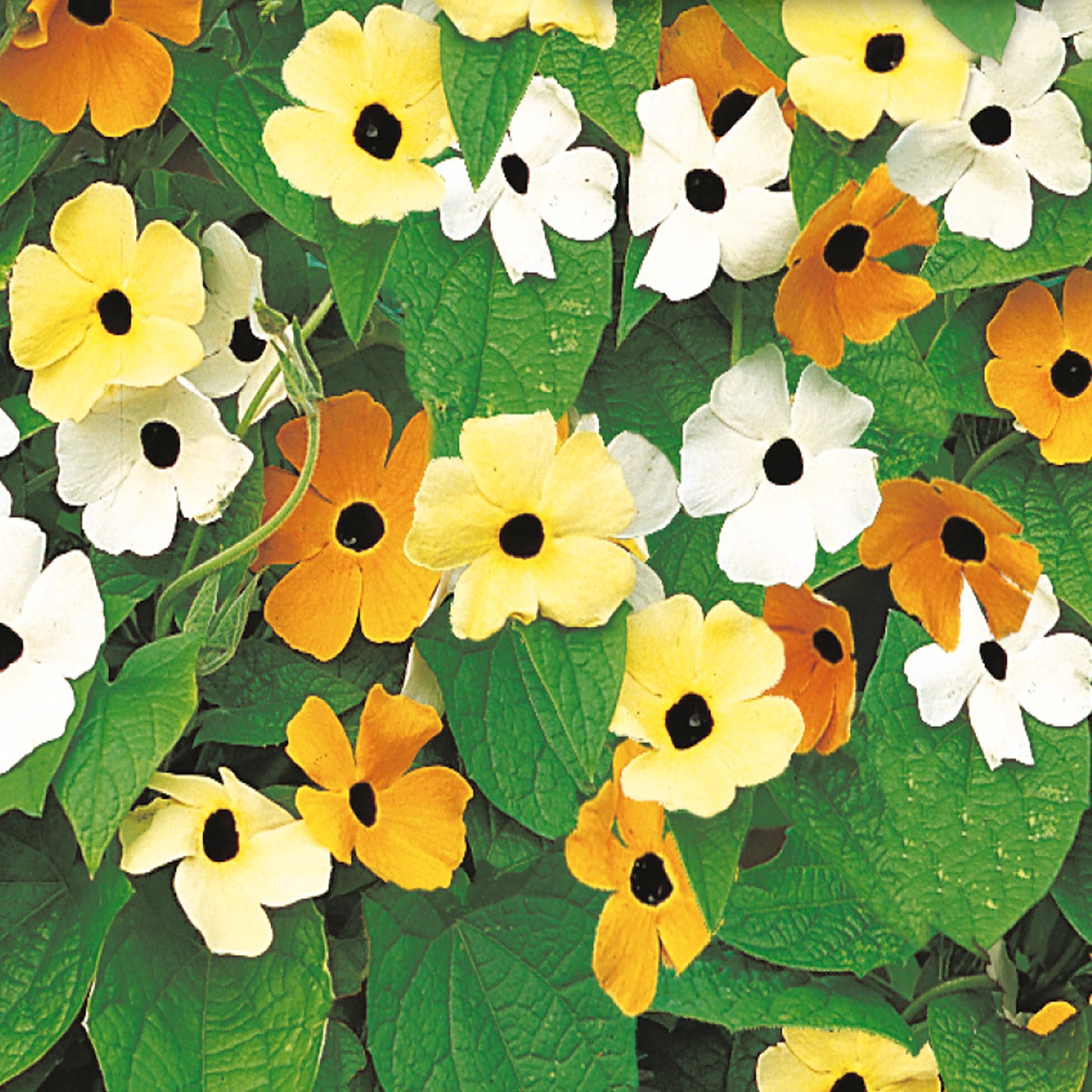 A variety of Black Eyed Susan flowers with yellow, orange, and white petals and black centers, growing in a garden setting.