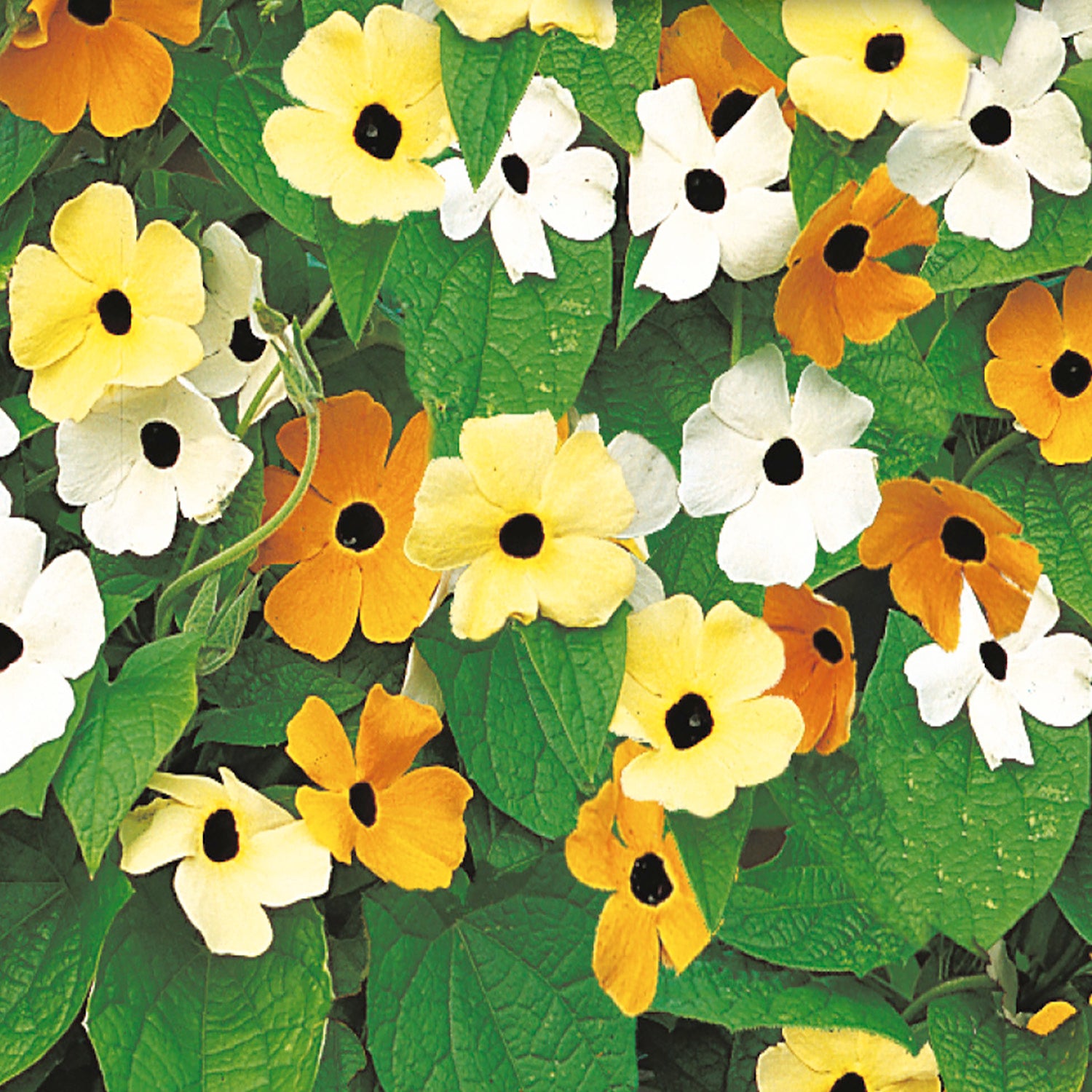 A variety of Black Eyed Susan flowers with yellow, orange, and white petals and black centers, growing in a garden setting.