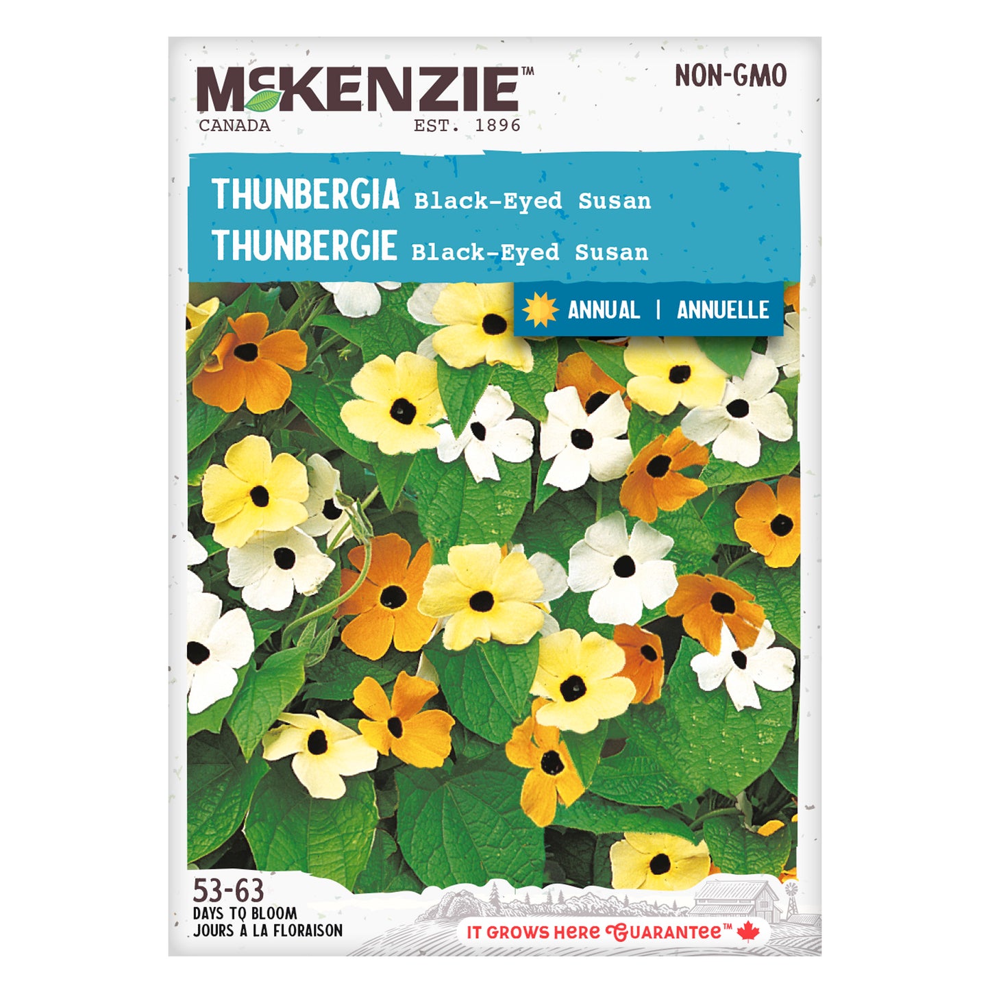 Thunbergia Vine Seeds, Black Eyed Susan