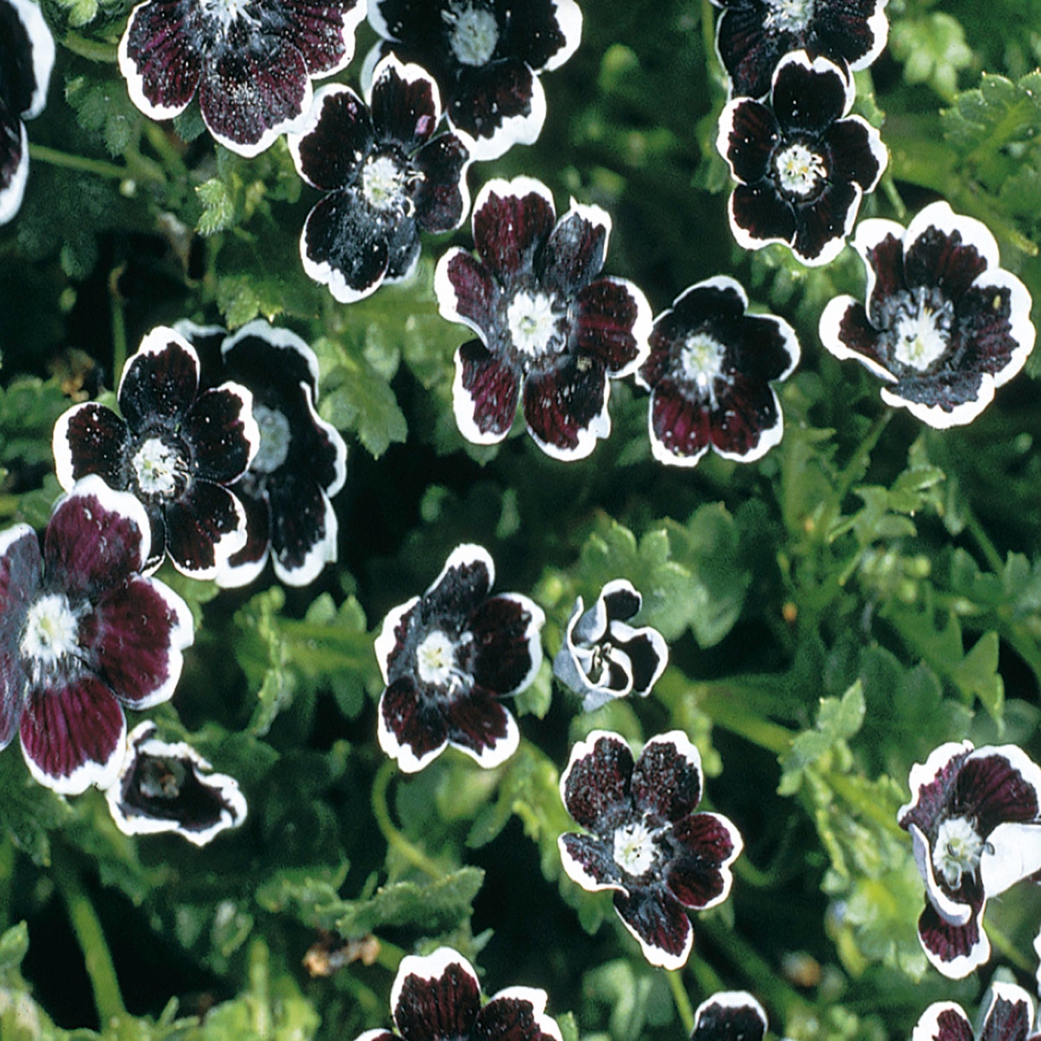dark flower seeds Buy Nemophila Penny Black Seed Online