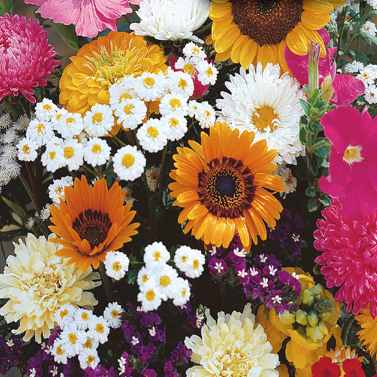 annual garden seeds Buy Old Fashioned Flower Garden Seed Value Size Pack