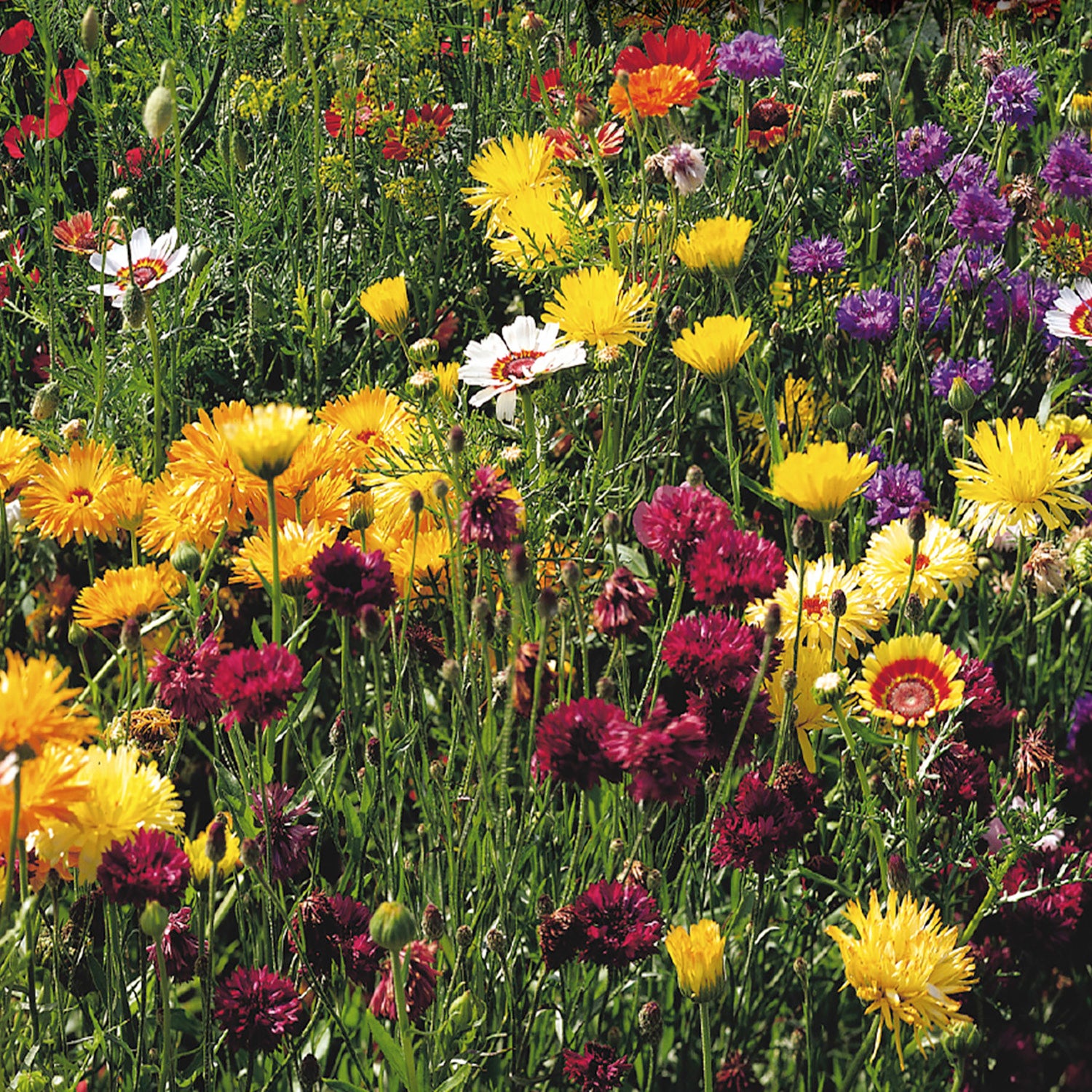 A vibrant garden filled with various wildflowers in bloom, showcasing a range of colors including red, yellow, and purple.