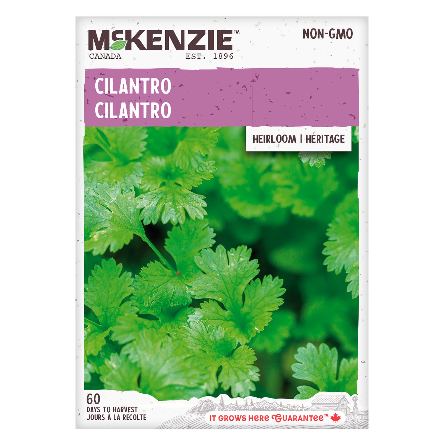 Front of McKenzie Seeds Cilantro seed packet featuring an image of fresh cilantro leaves and product details.