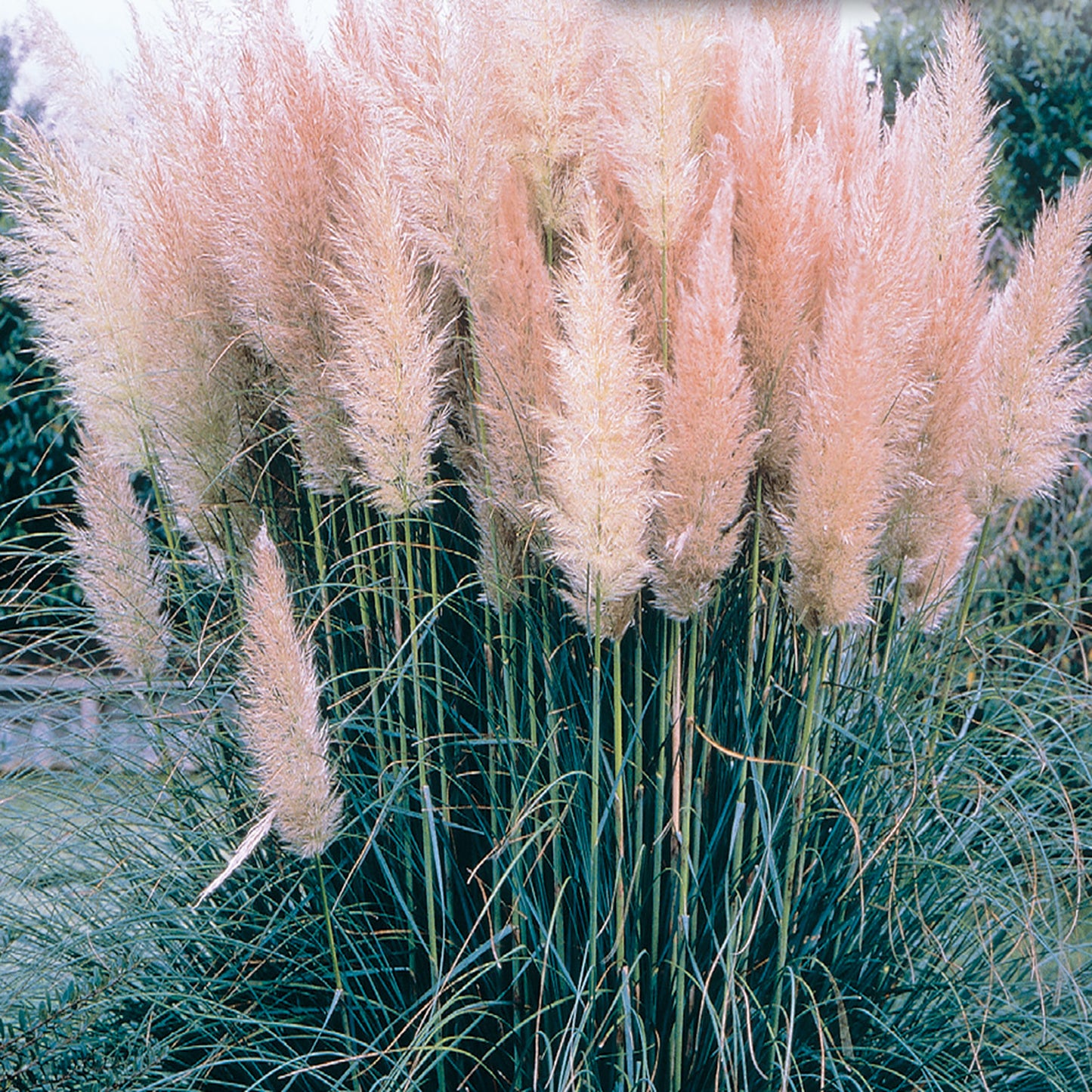 A cluster of pink pampas grass with long, silky plumes against a blurred background of greenery.