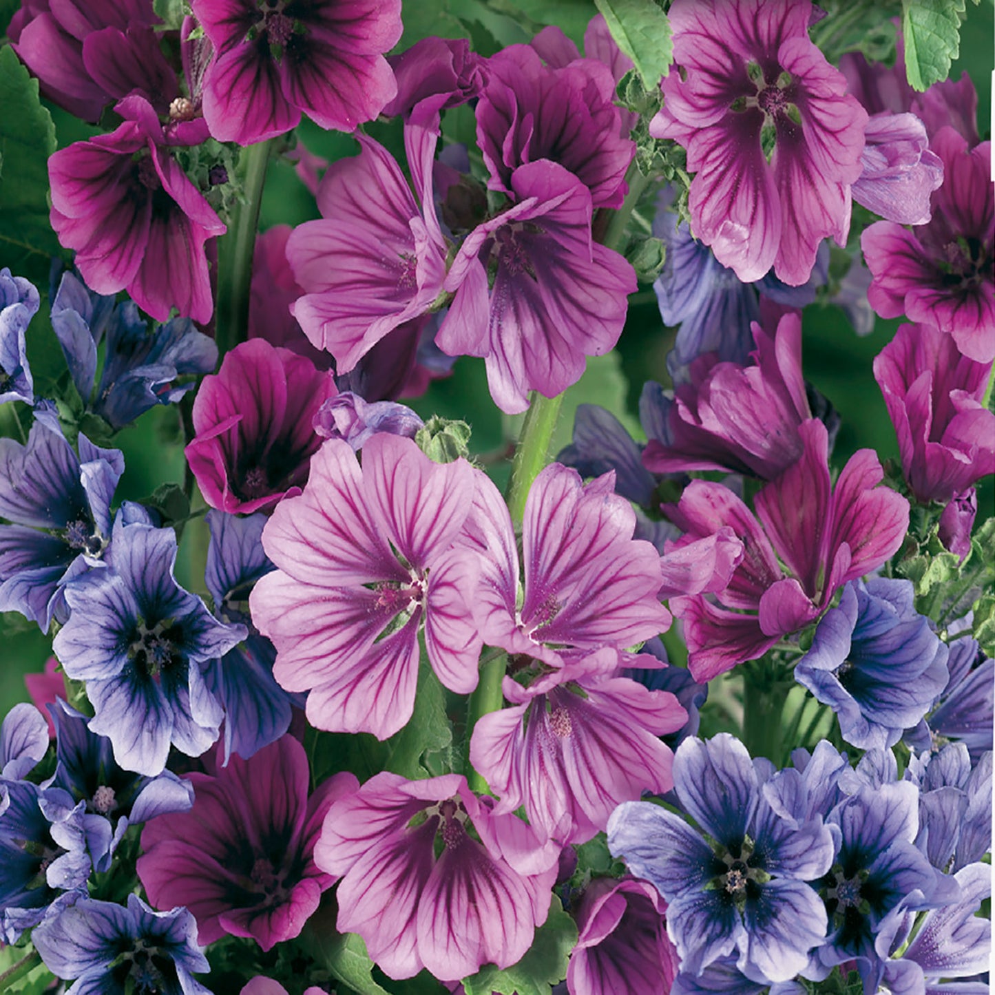 A variety of Malva Sylvestris Mystic flowers displaying purple, mauve, and blue colors.