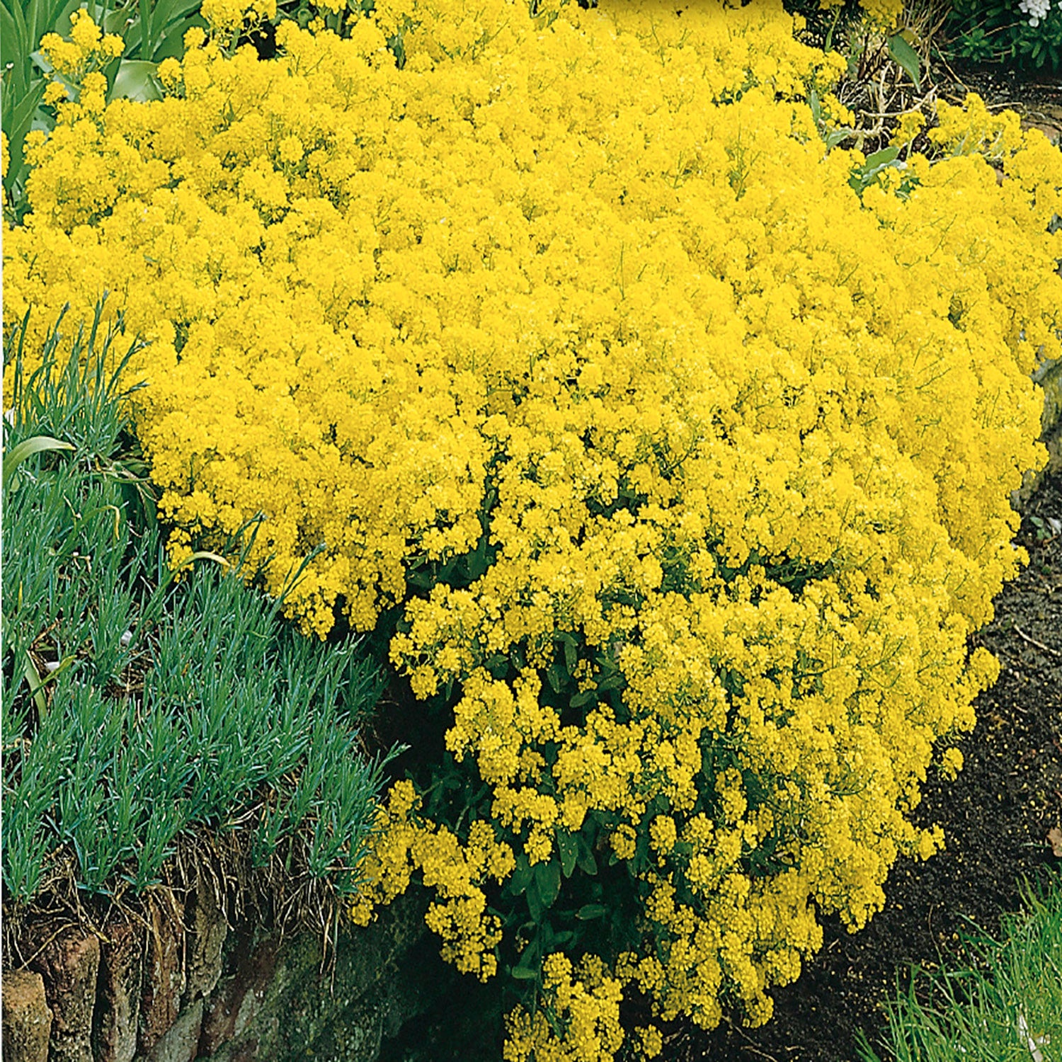 Alyssum saxatile outlet