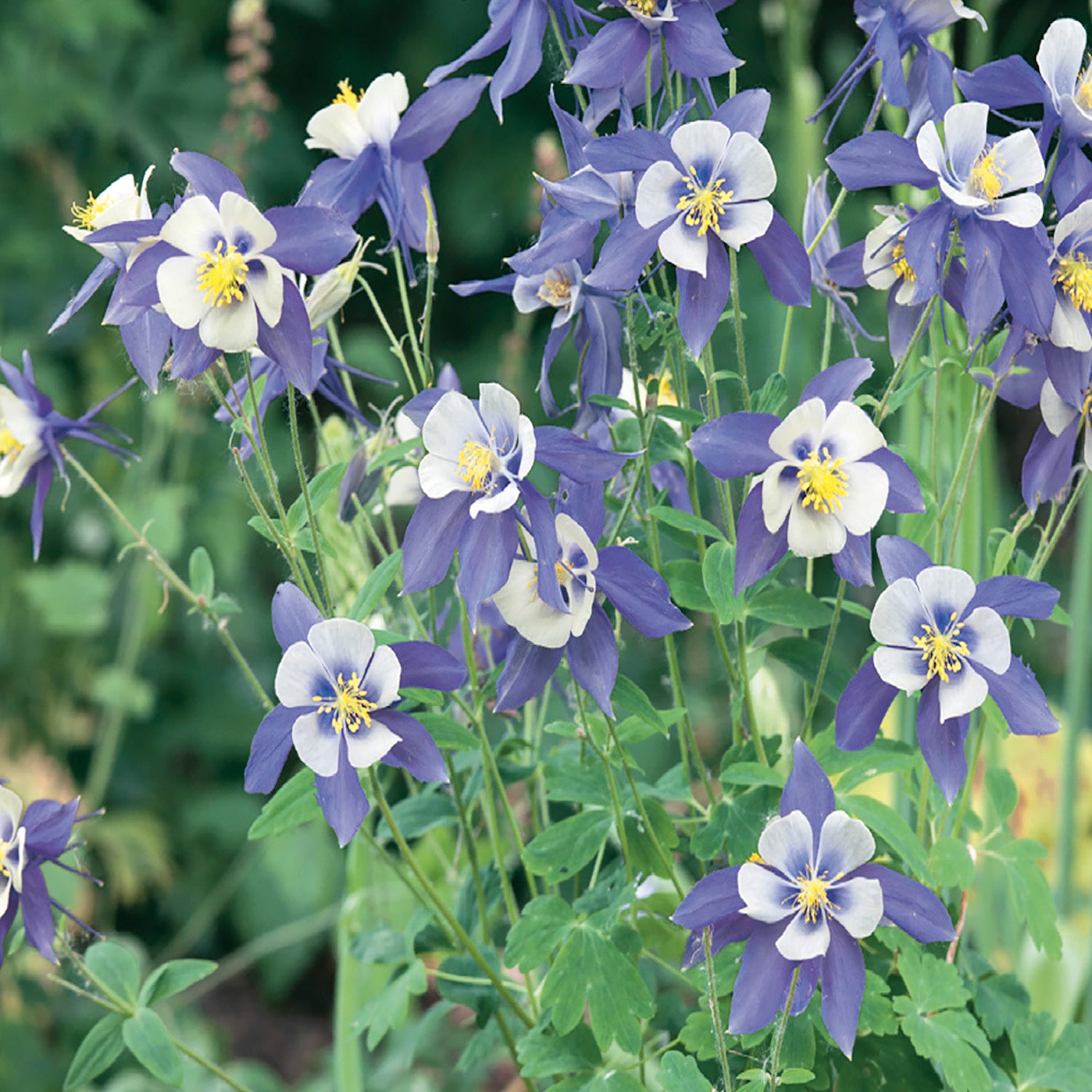 columbine plant seeds Buy Perennial Columbine Blue Star Flower Seed Online