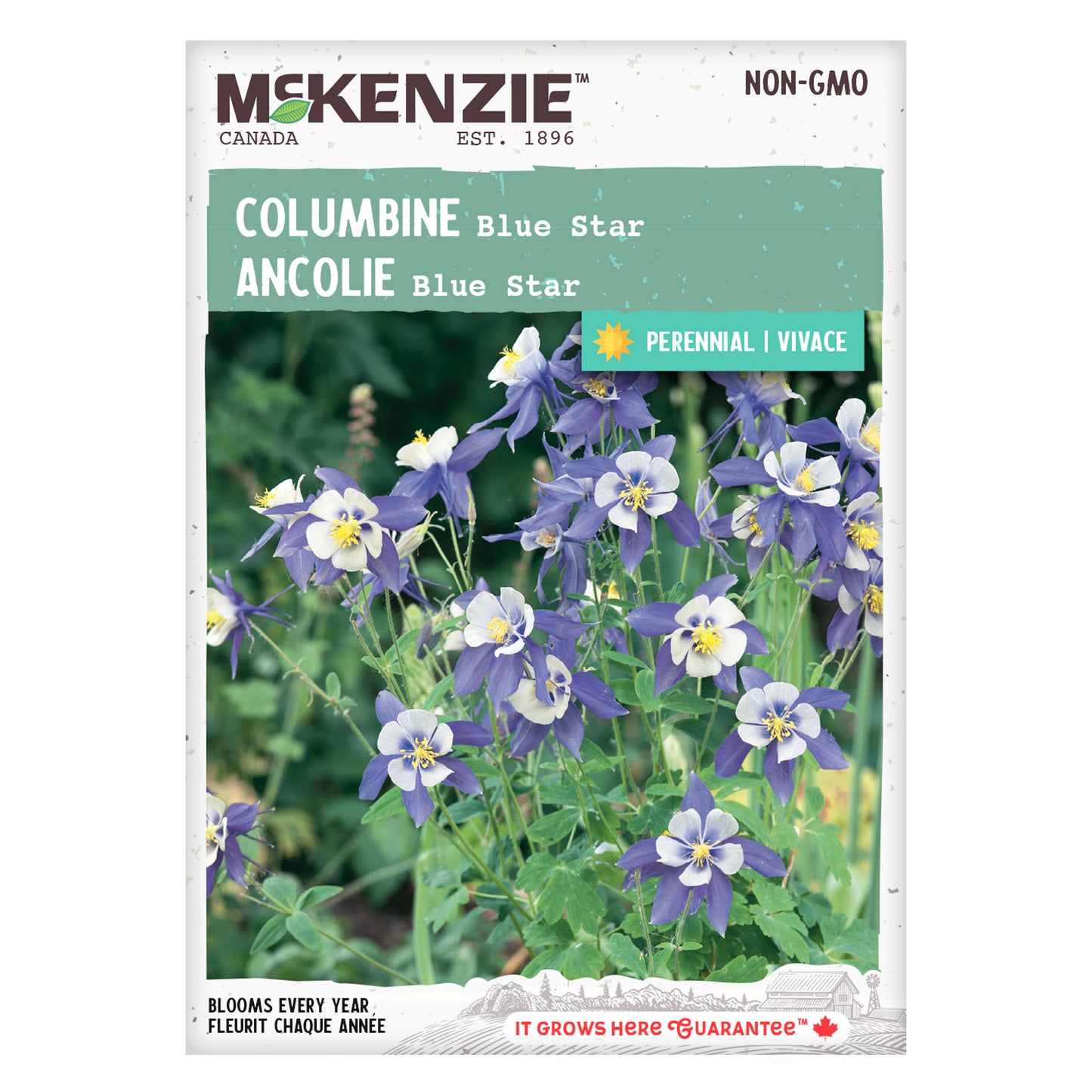 Columbine, Blue Star Seeds