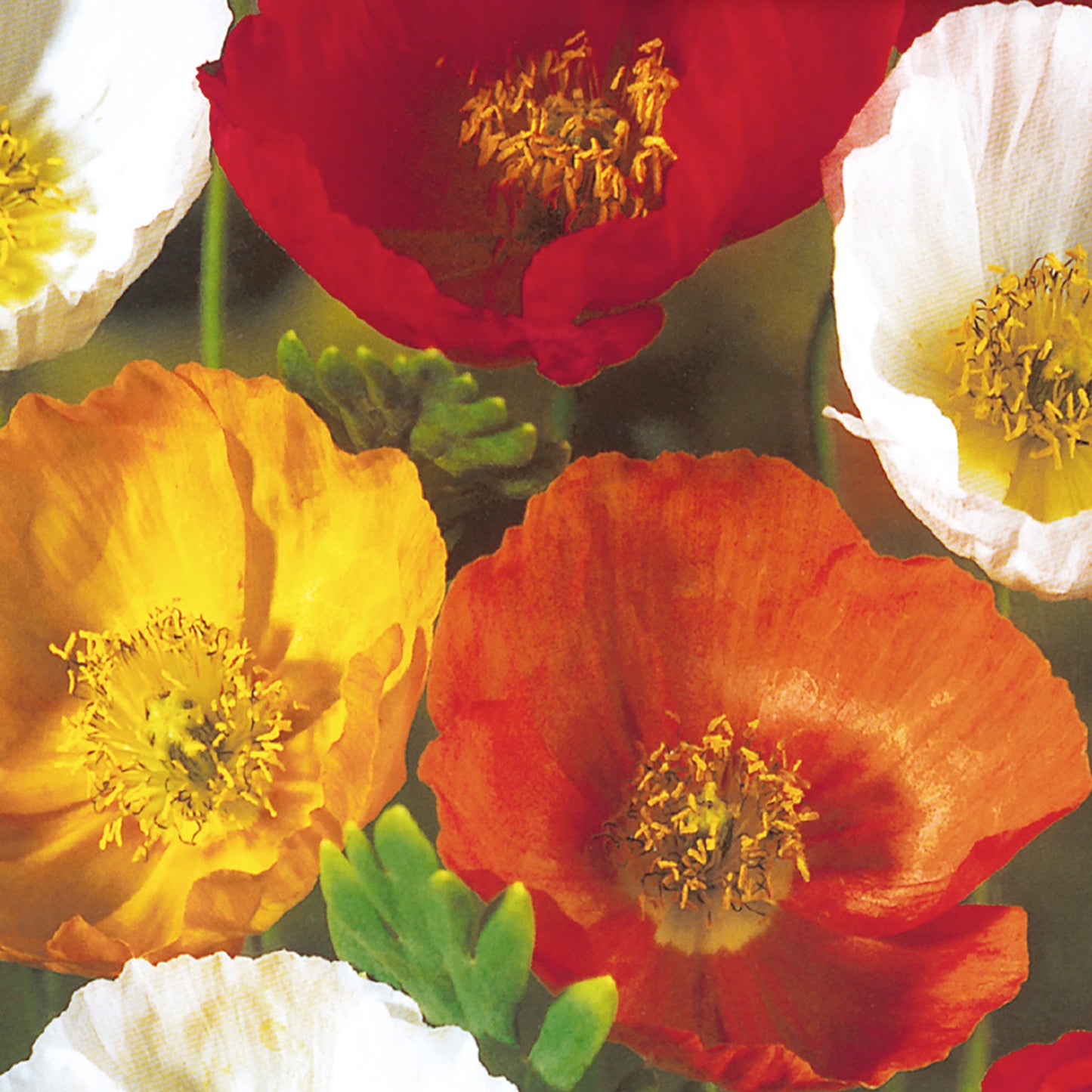 A close-up of Iceland poppy flowers with mixed colors including red, yellow, and white.