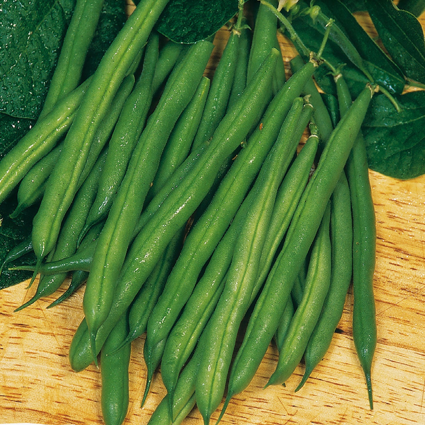 A bunch of fresh green Harvester Mangiatutto bush beans displayed on a wooden surface.