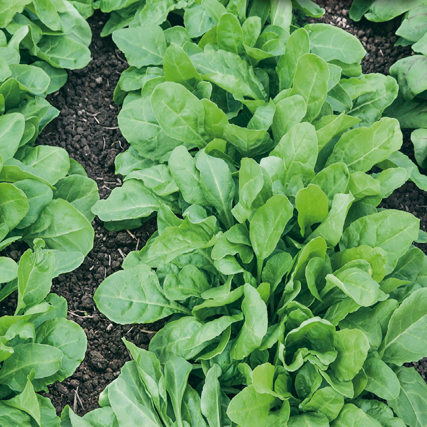 A garden bed with lush green spinach plants growing.