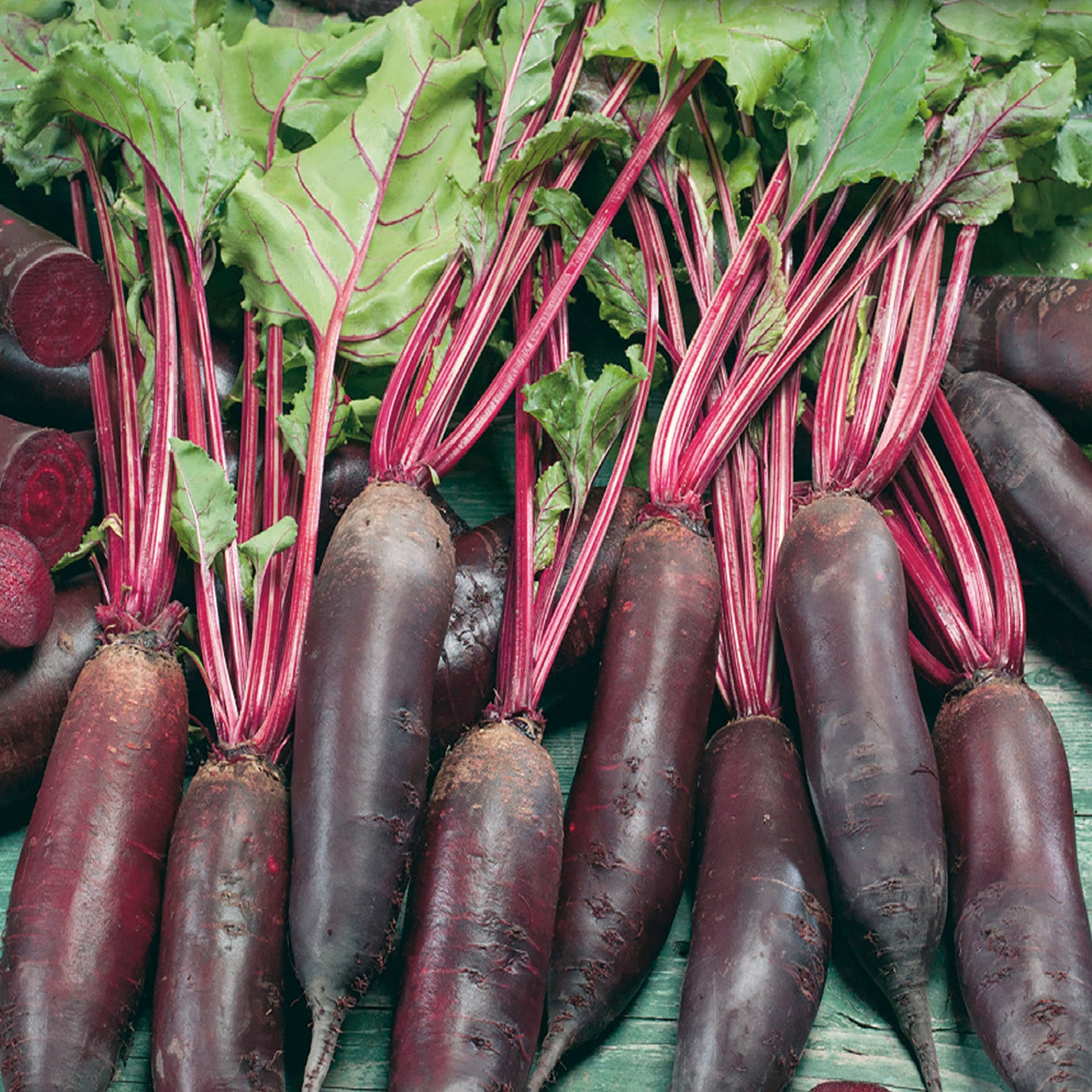 A group of cylindrical red beetroots with green leaves on a green background.