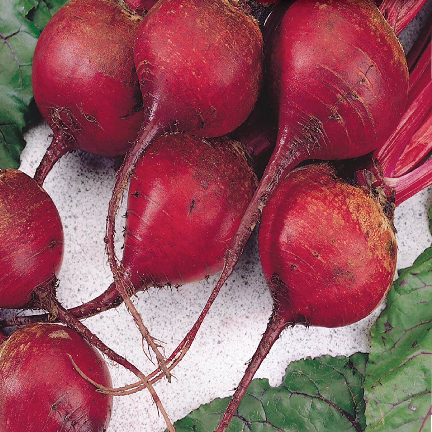 A group of vibrant red Ruby Queen beets with green tops, freshly harvested and placed on a surface possibly for washing or processing.