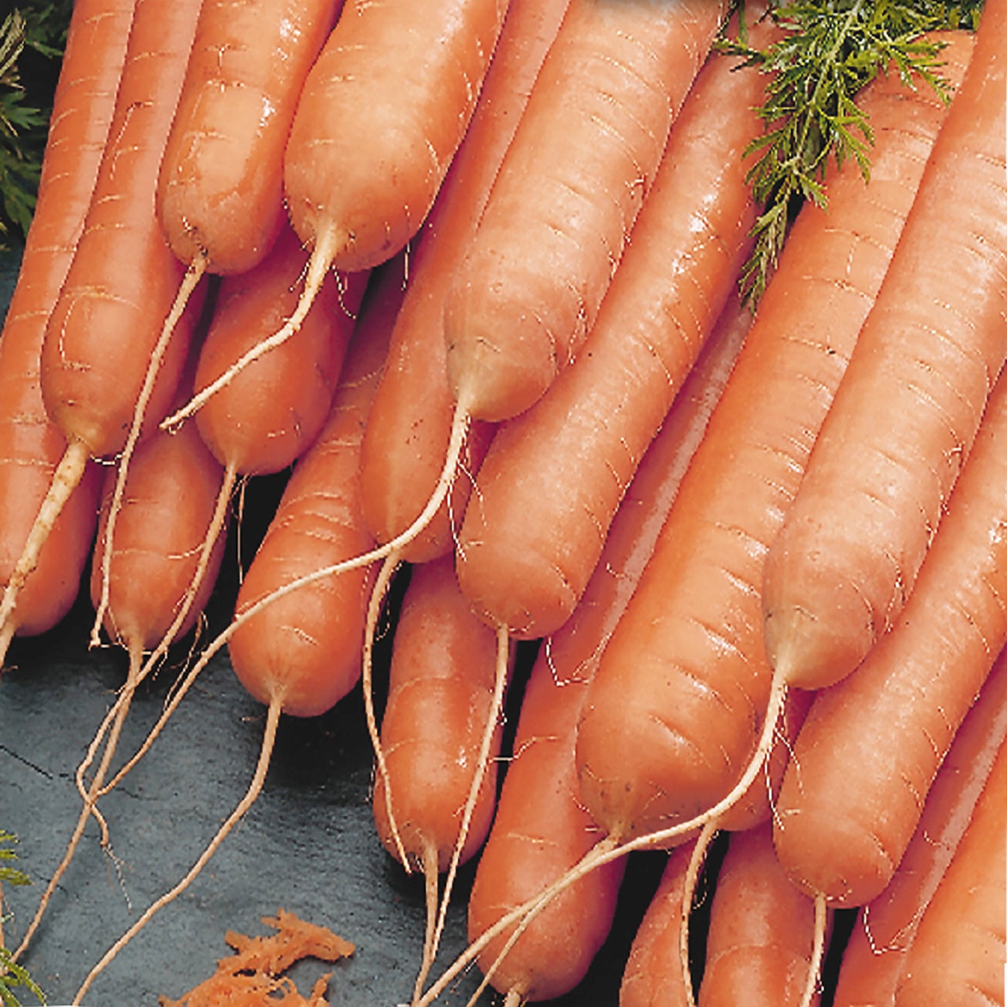 A bunch of harvested carrots with leafy green tops, displaying their bright orange color.