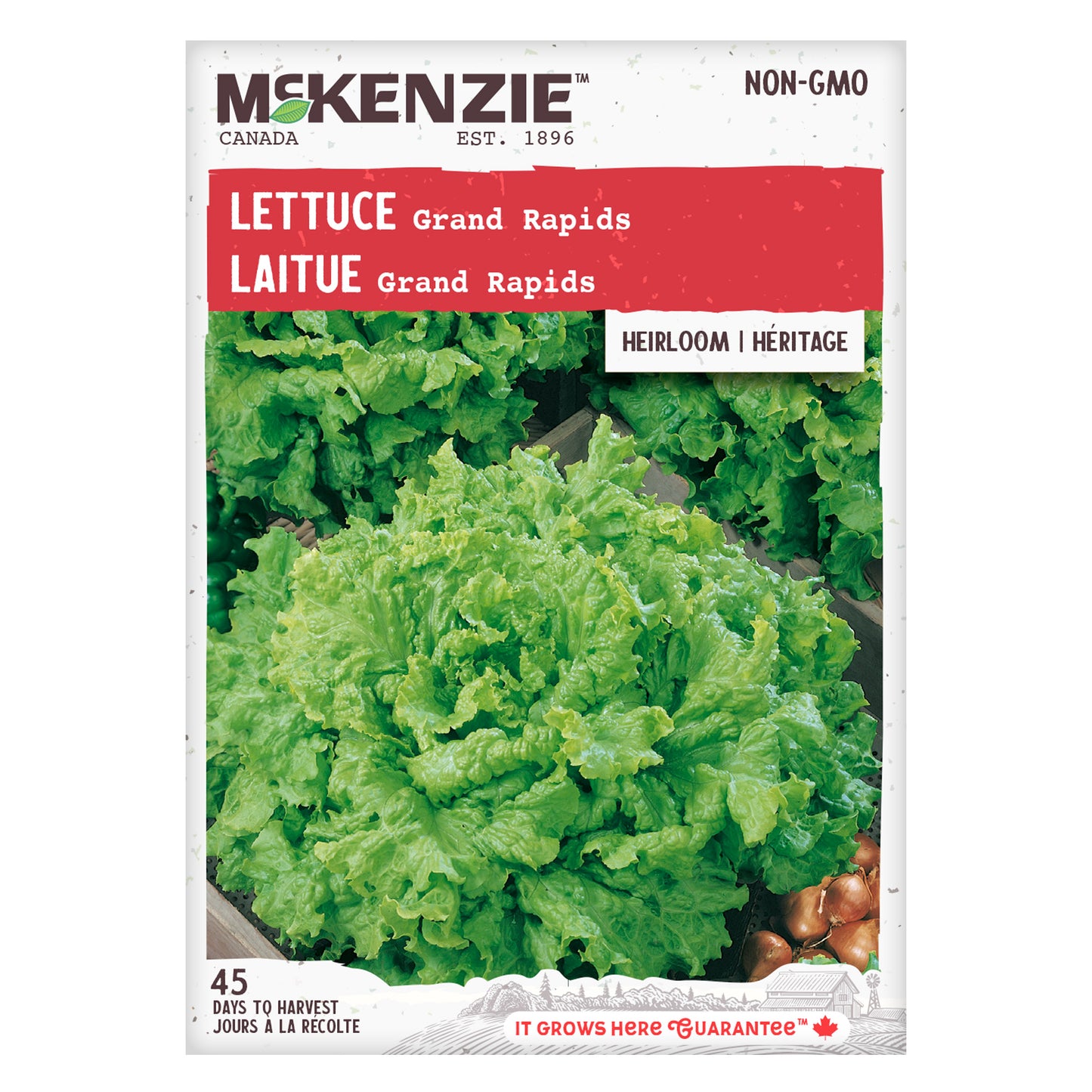 Lettuce, Grand Rapids Seeds
