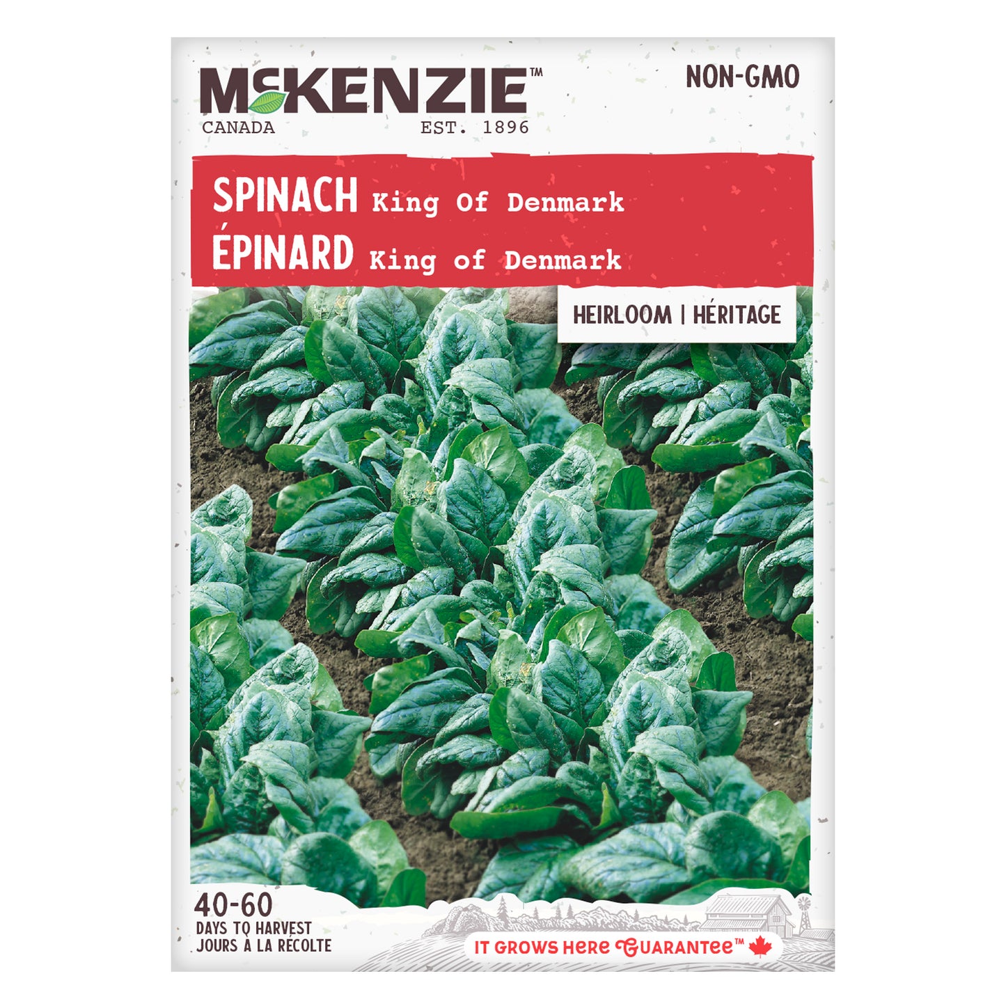 Spinach, King of Denmark Seeds