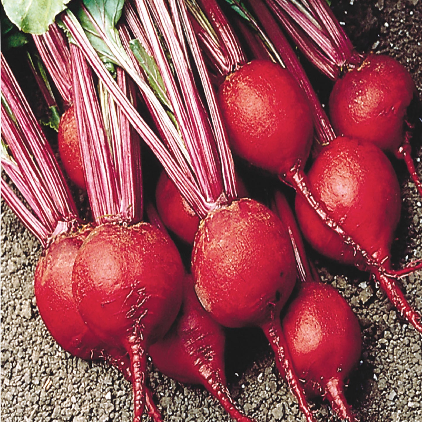 Beet, Early Wonder Tall Top Organic Seeds