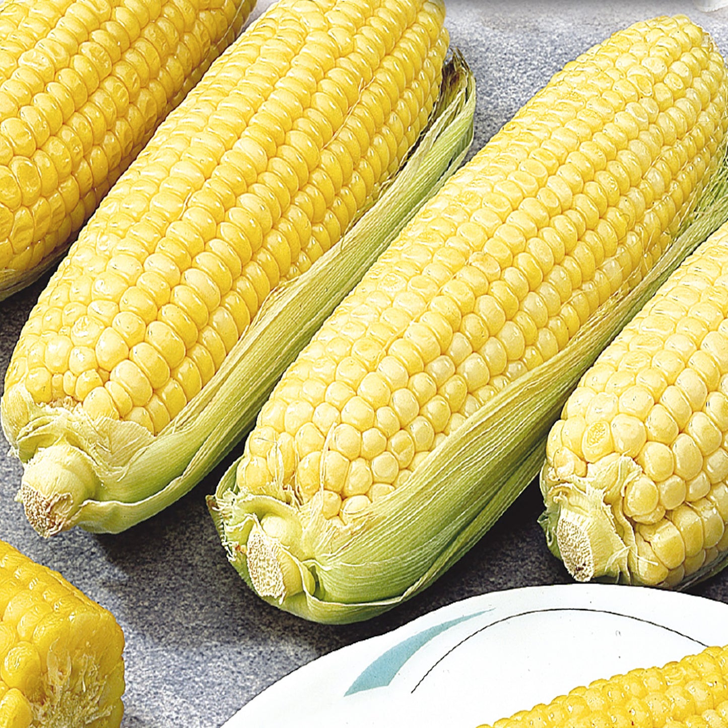 Fresh ears of Canadian Early Supersweet Hybrid corn with yellow kernels, still in green husks.