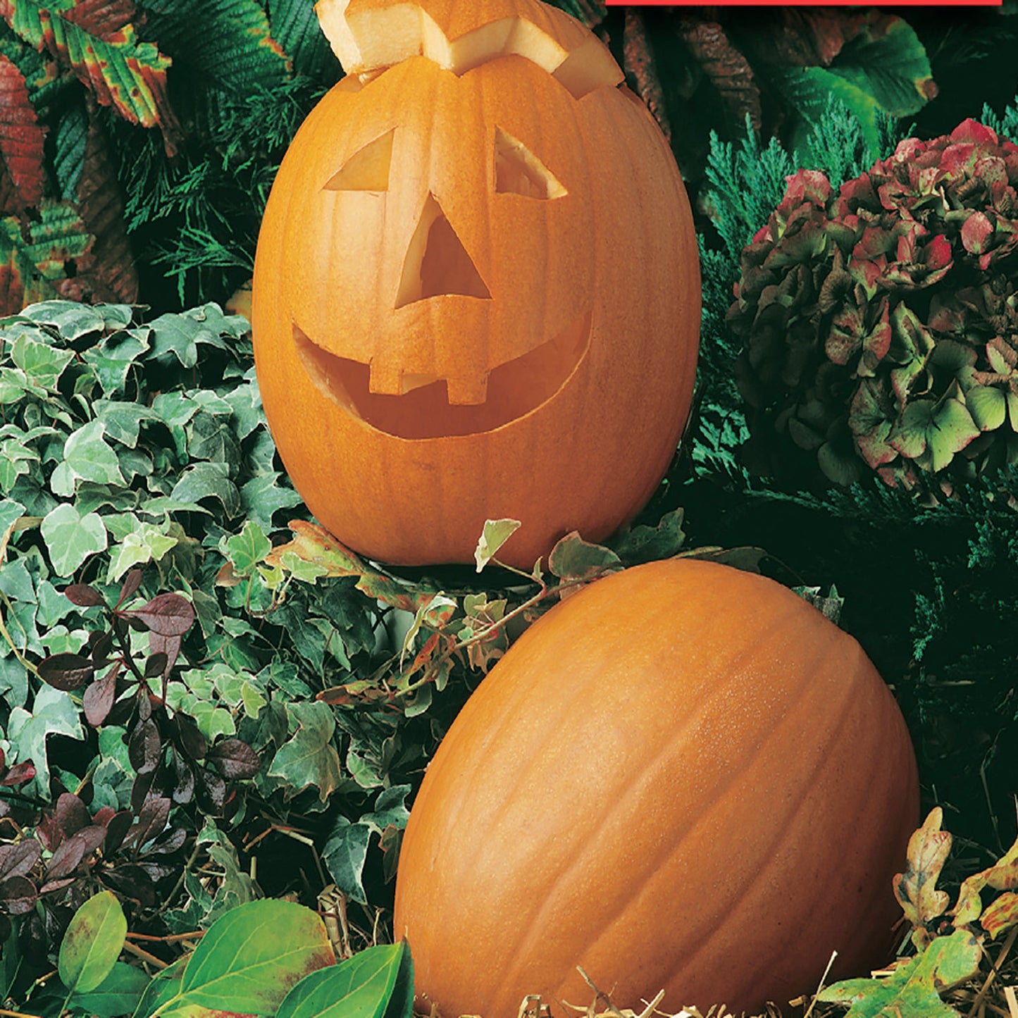Two pumpkins with bright orange skin, one carved with a smiling face for Halloween, placed amidst green foliage.