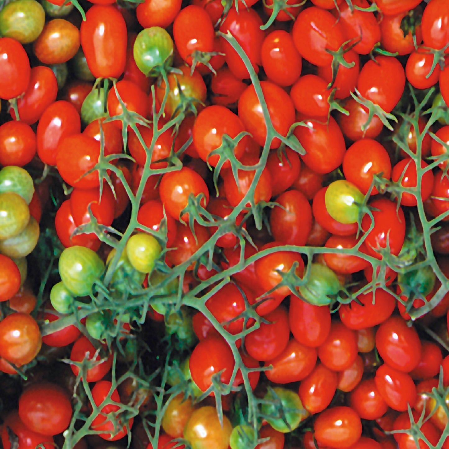 A cluster of red Cherry Roma tomatoes still attached to their vine.