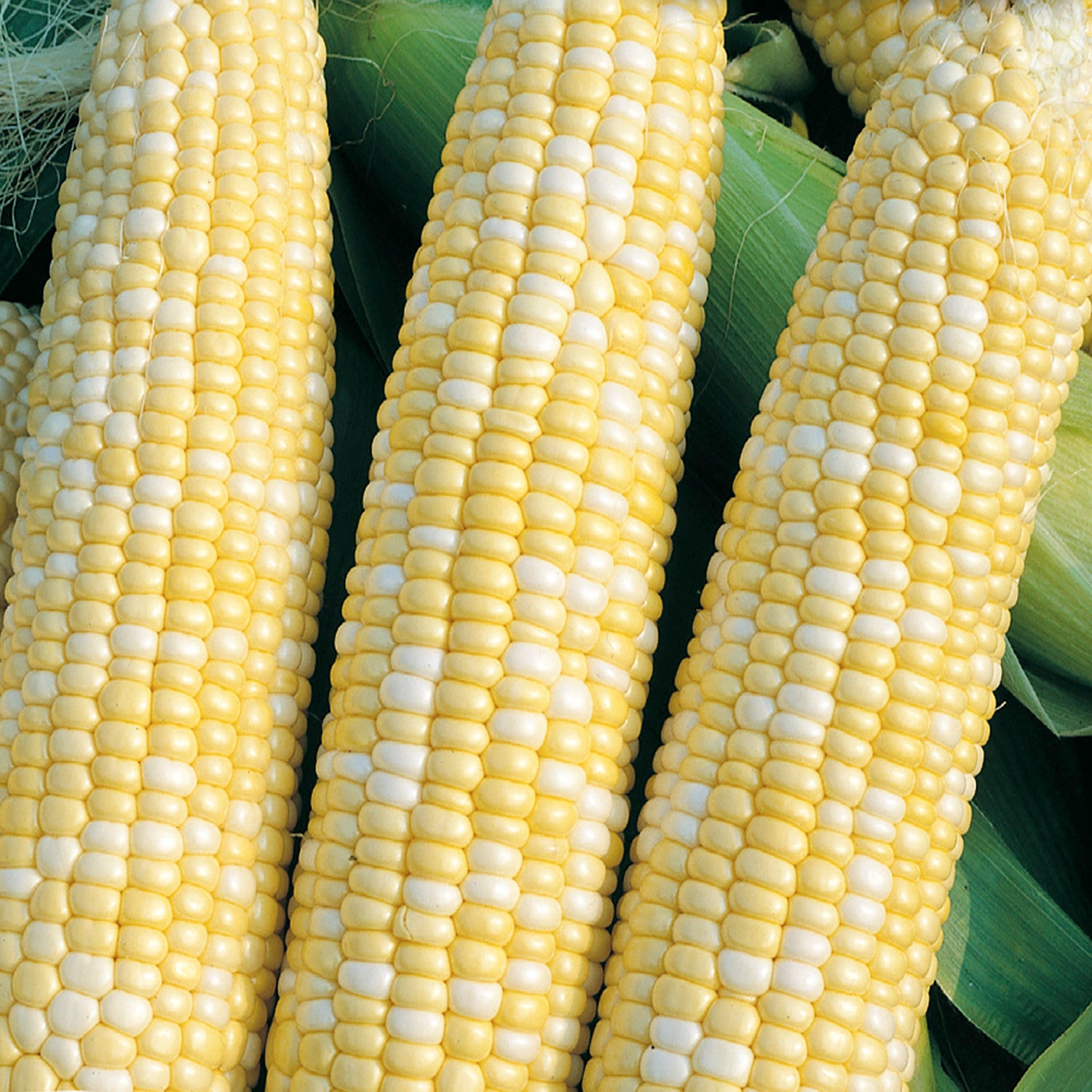 A close-up of yellow corn on the cob with green leaves in the background.