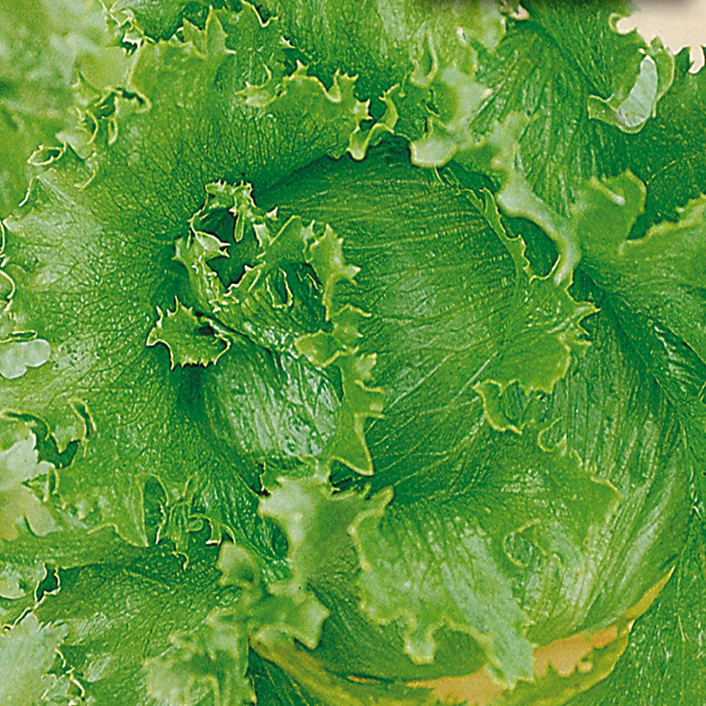 Lettuce Seeds, Summertime