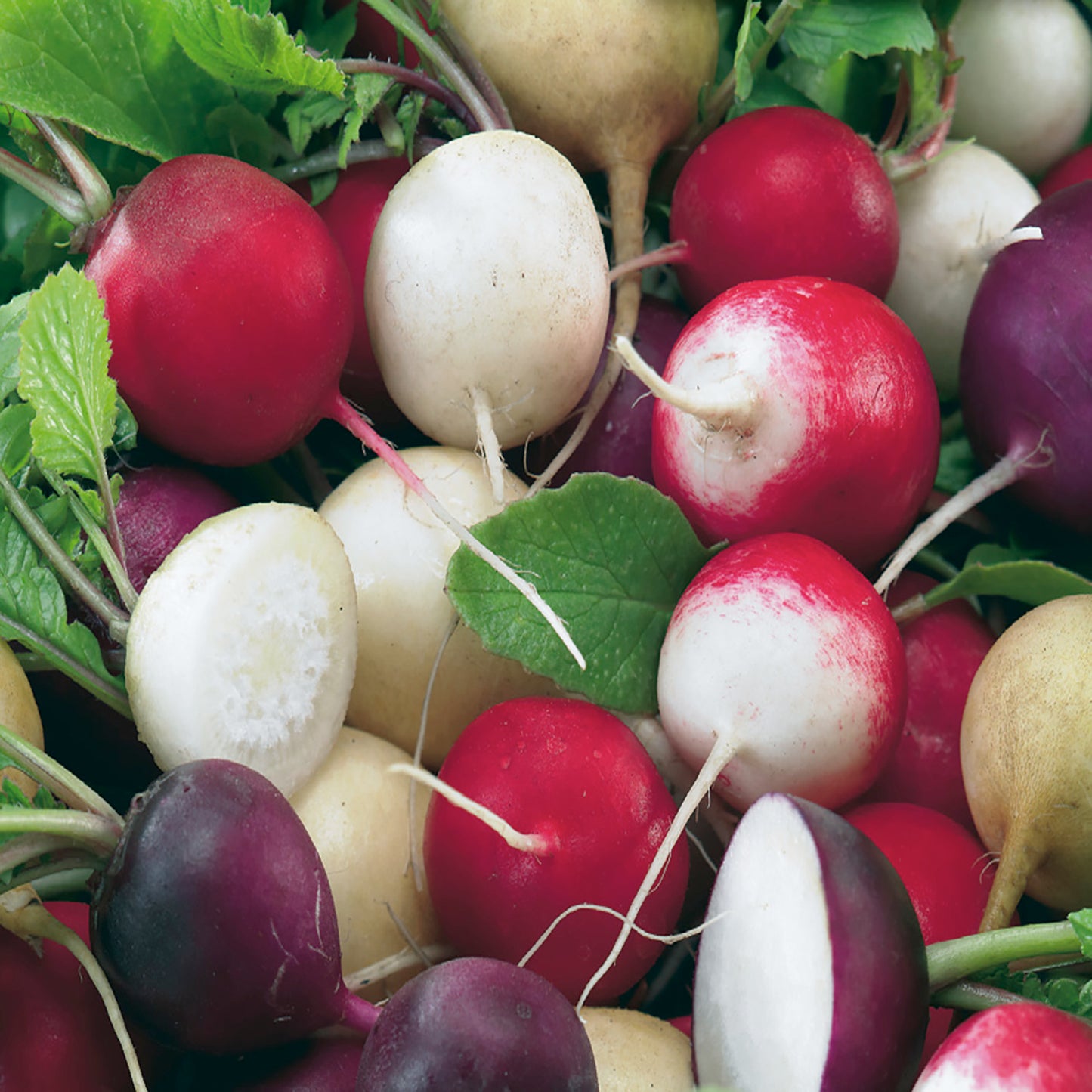 Radish, Gourmet Blend Seeds