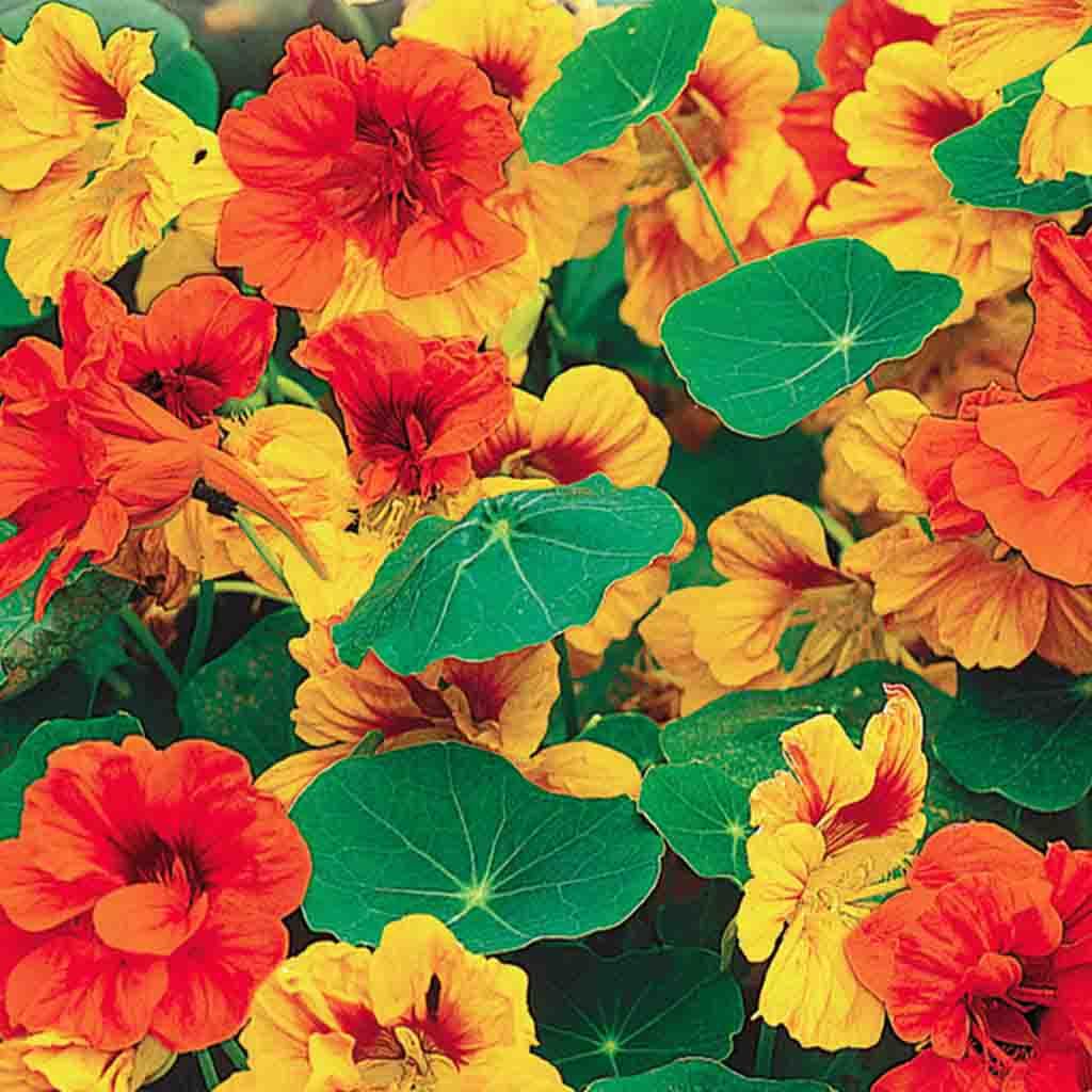 order plant seeds online Buy Nasturtium Tall Climbing Mix Seed Online