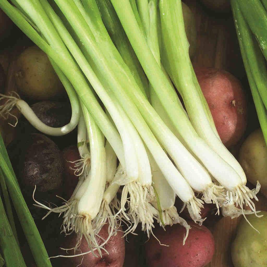 Organic Onion Evergreen Bunching
