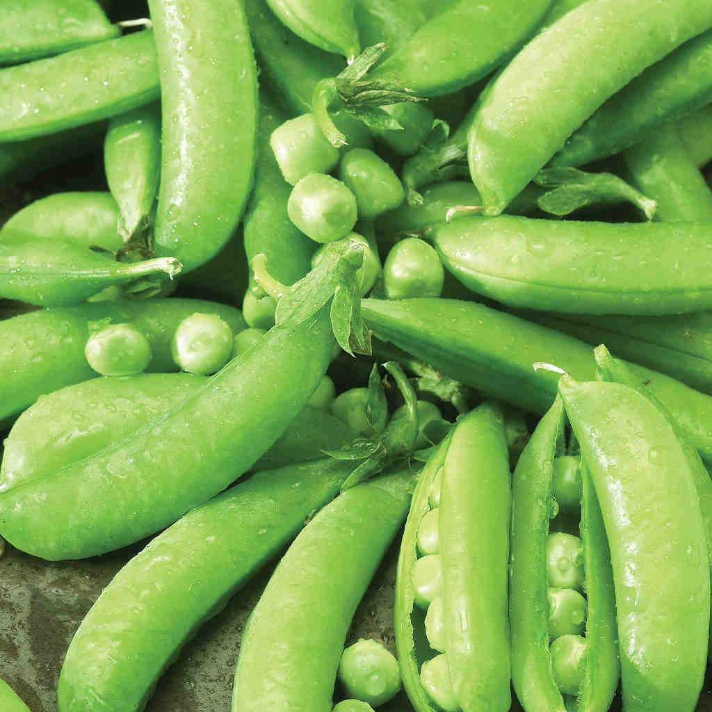 Heritage Pea Sugar Snap
