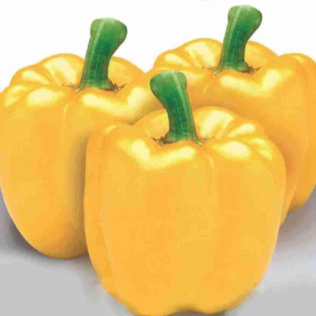 Pepper Golden California Wonder Organic