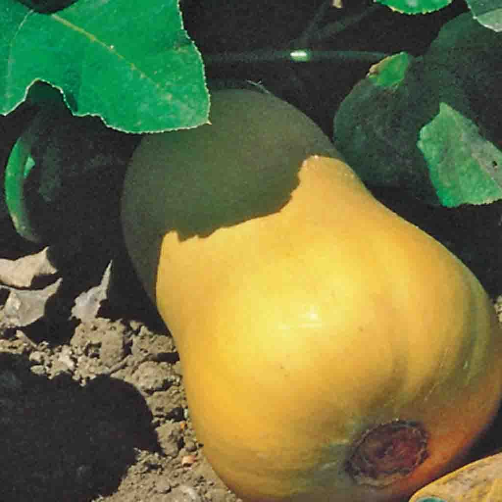 Squash Butternut