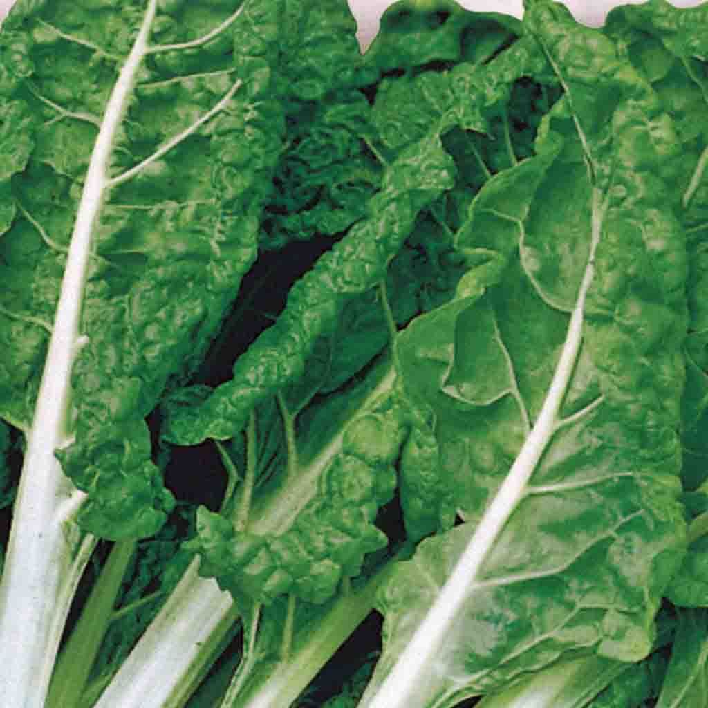 Swiss Chard Fordhook Giant