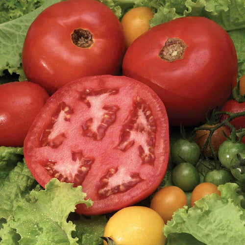 Tomato Beefsteak