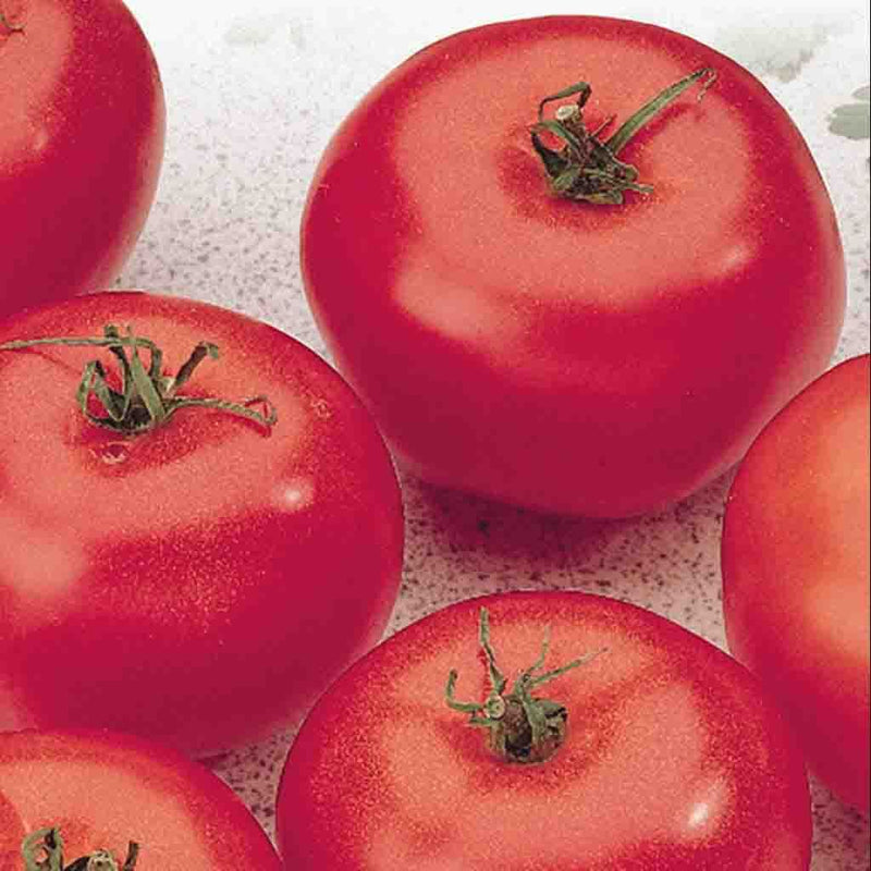 Tomato Seeds Manitoba Mckenzie Seeds 5977