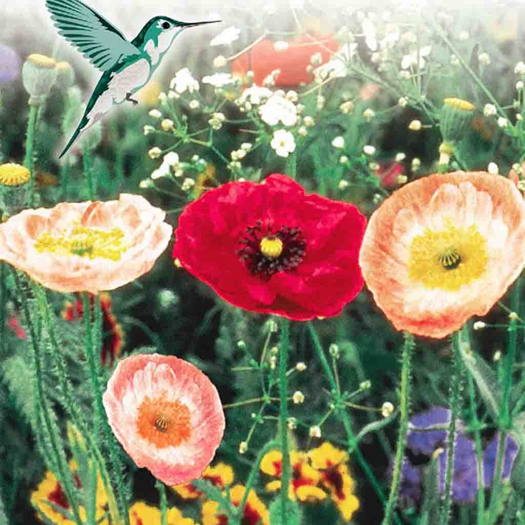 mckenzie wildflower seeds Wildflower Seeds, Hummingbird Garden Jumbo Pack