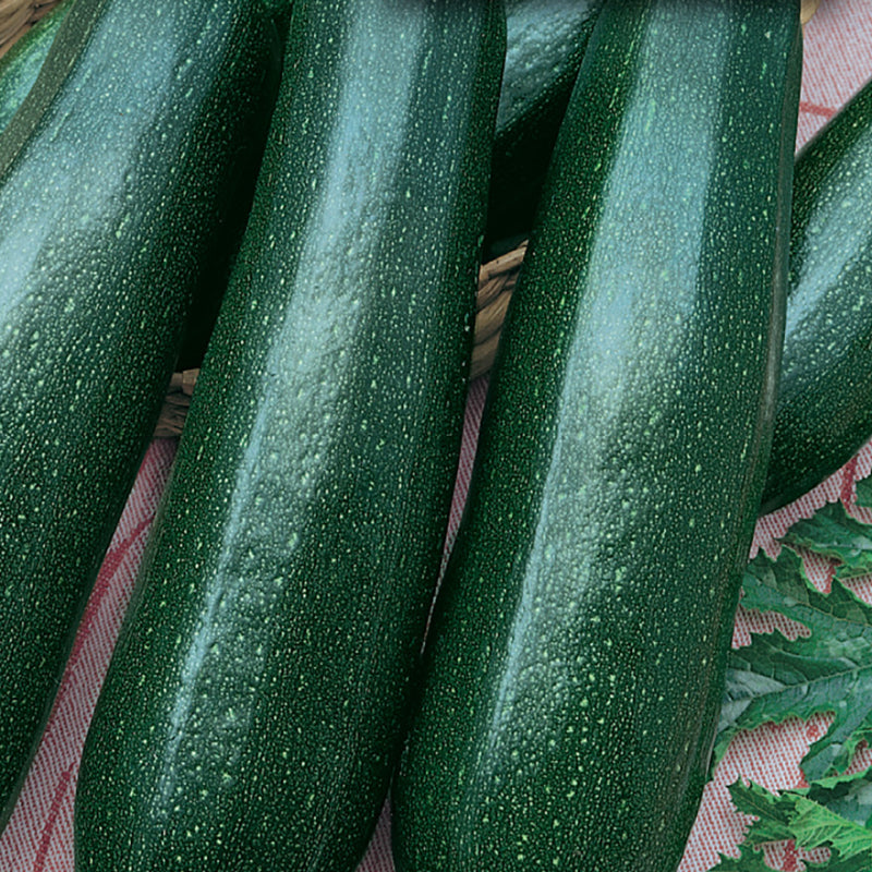 A group of fresh zucchini squashes laid out, displaying their dark green skin and cylindrical shape.