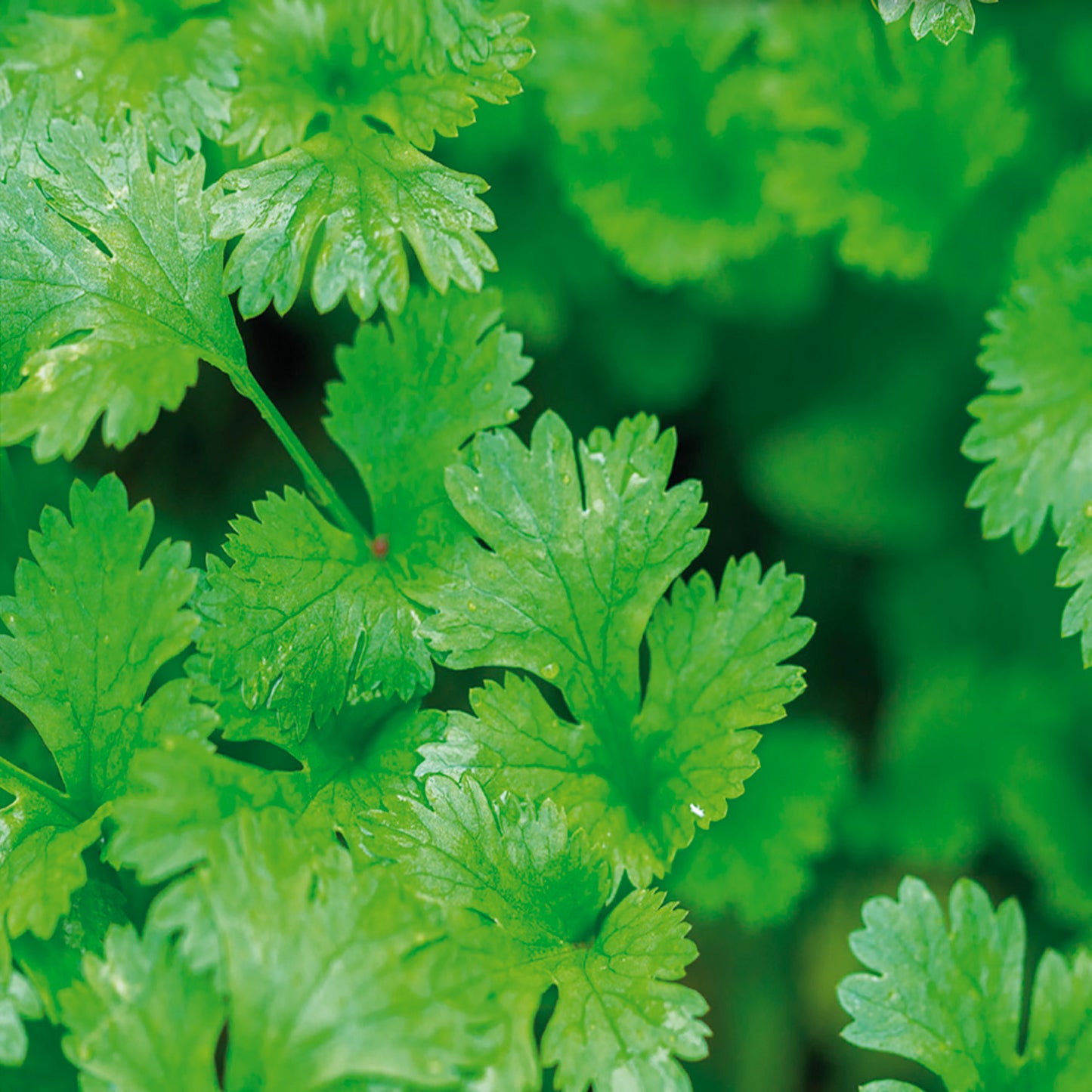 A close-up image of fresh cilantro leaves displaying their green color and characteristic leaf shape.