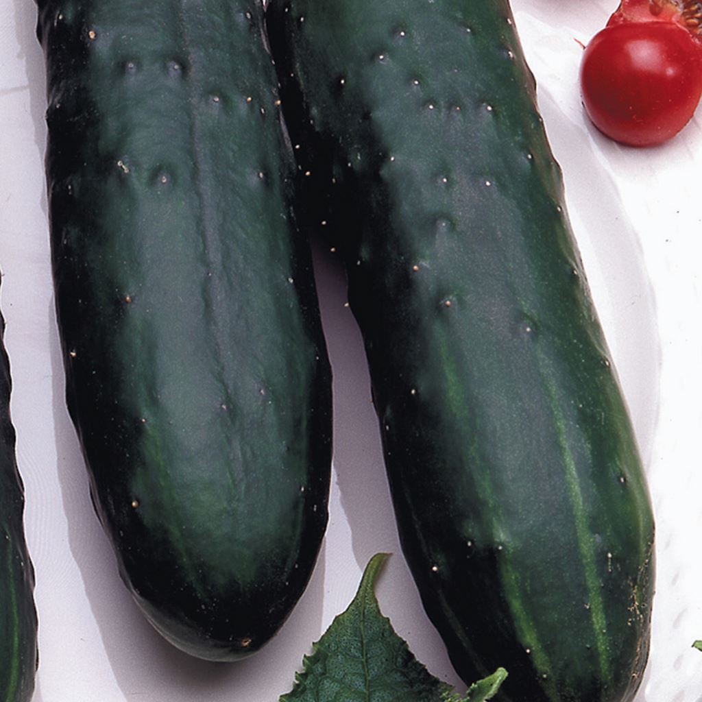 Cucumber, Marketmore Organic Seeds