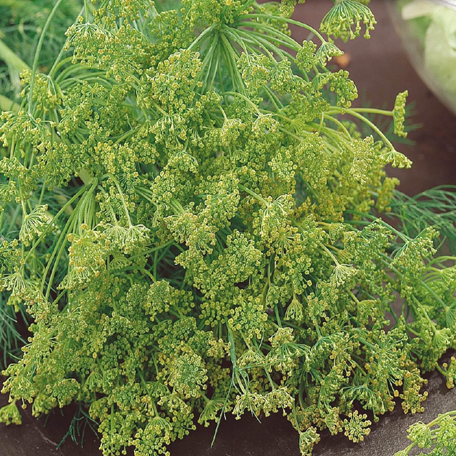 A close-up of dill herb leaves showing the feathery texture and vibrant green color.