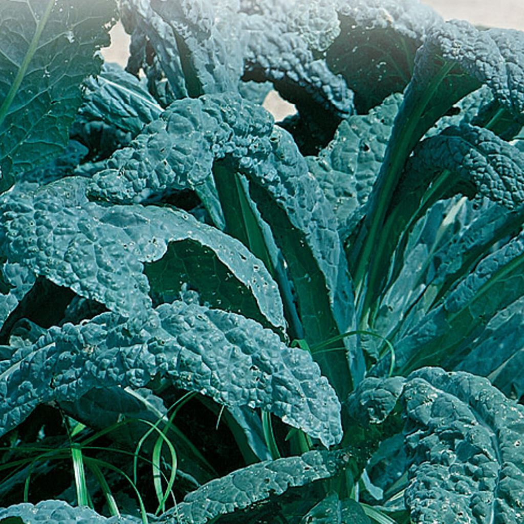 buy-lacinato-kale-vegetable-seed-online-mckenzie-seeds