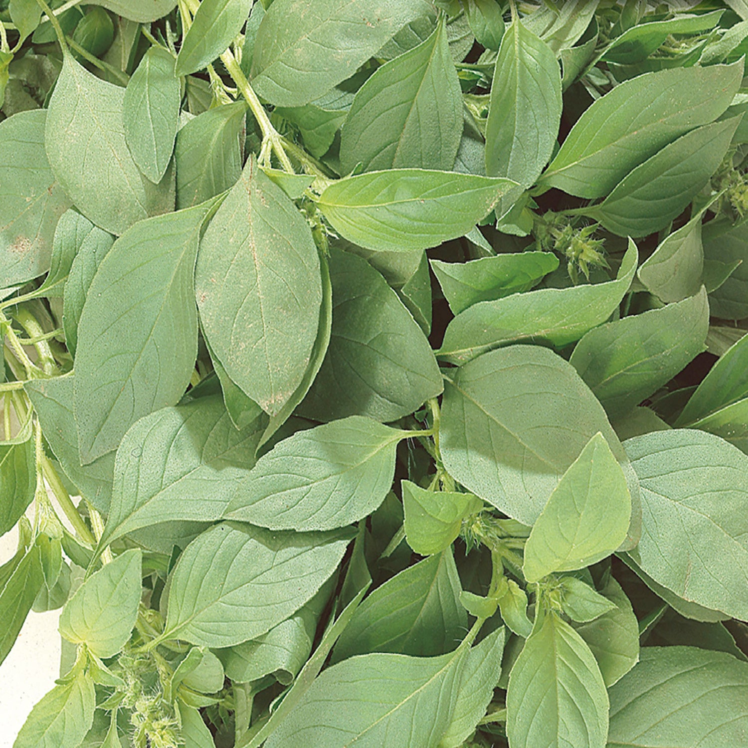 Buy Lemon Basil Herb Seed Online McKenzie Seeds