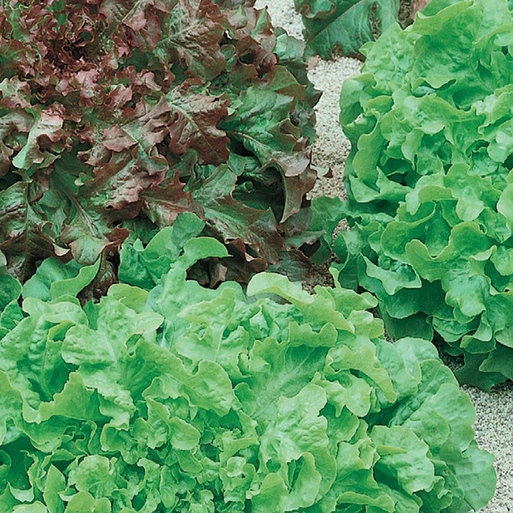 An image showing two types of lettuce in a garden. One type has crisp green leaves, and the other has reddish-purple leaves.