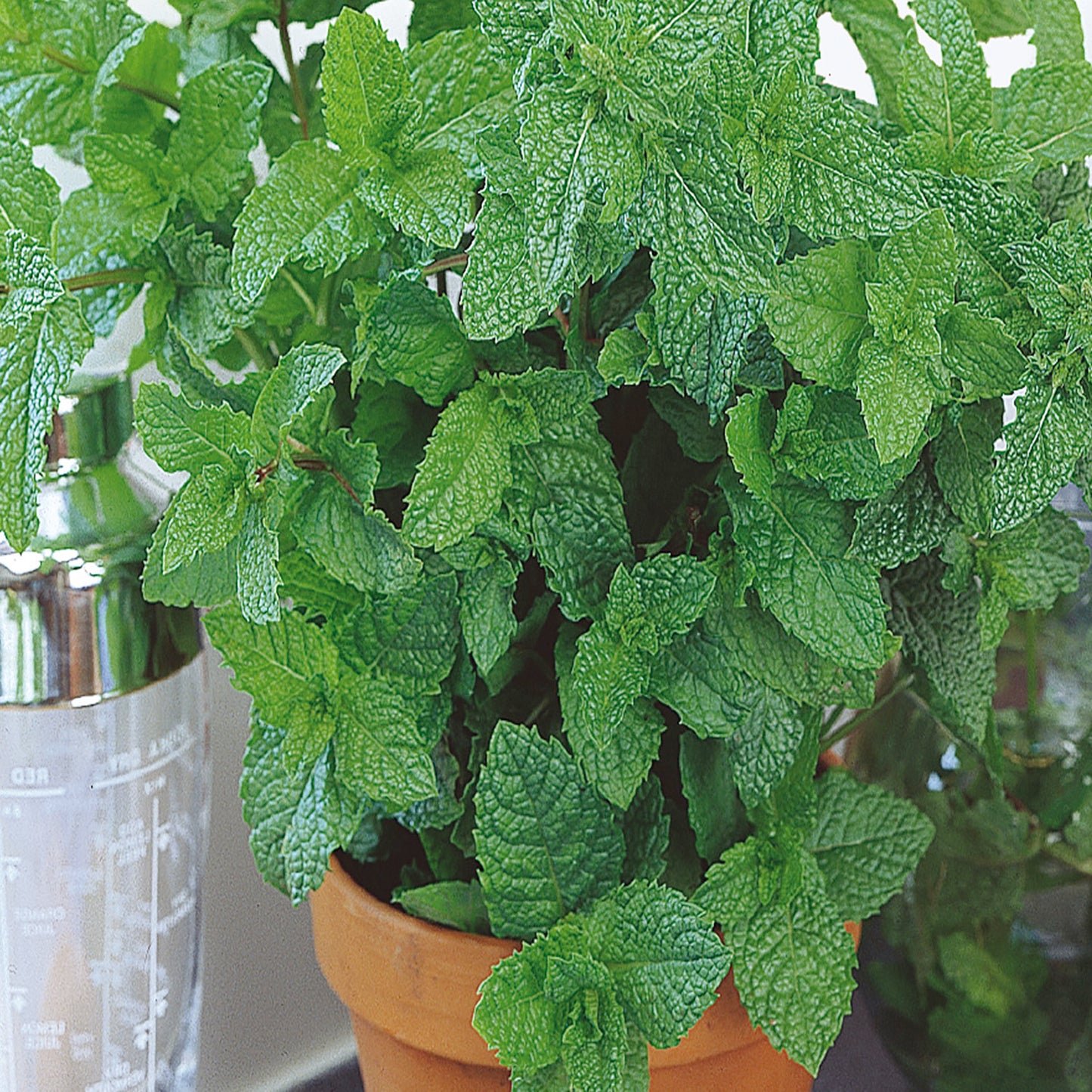 A potted plant of mint with lush green leaves.