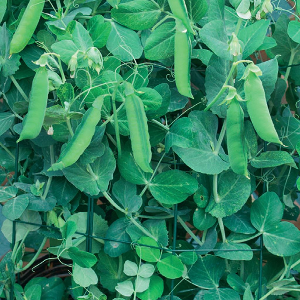 A lush green pea plant with mature pods ready for harvest.