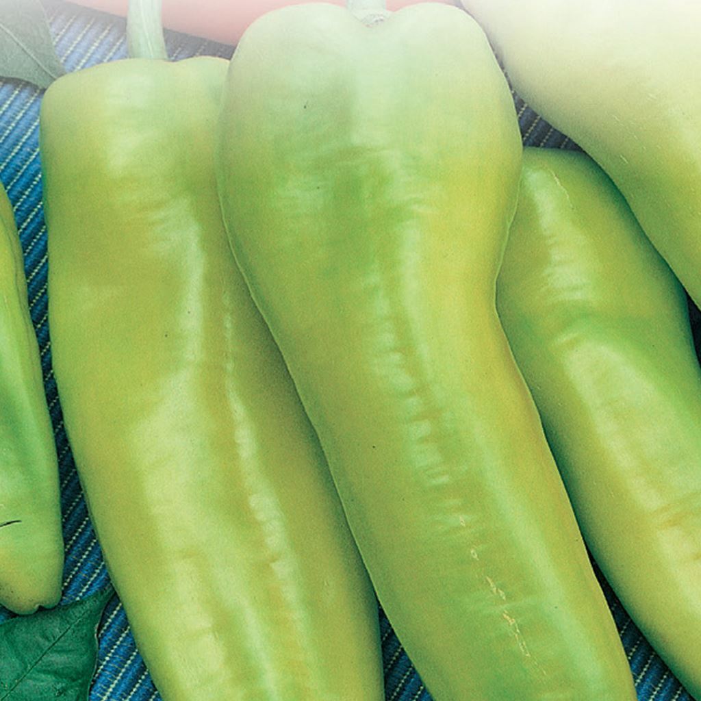 A group of green, banana-shaped peppers on a blue textured surface.